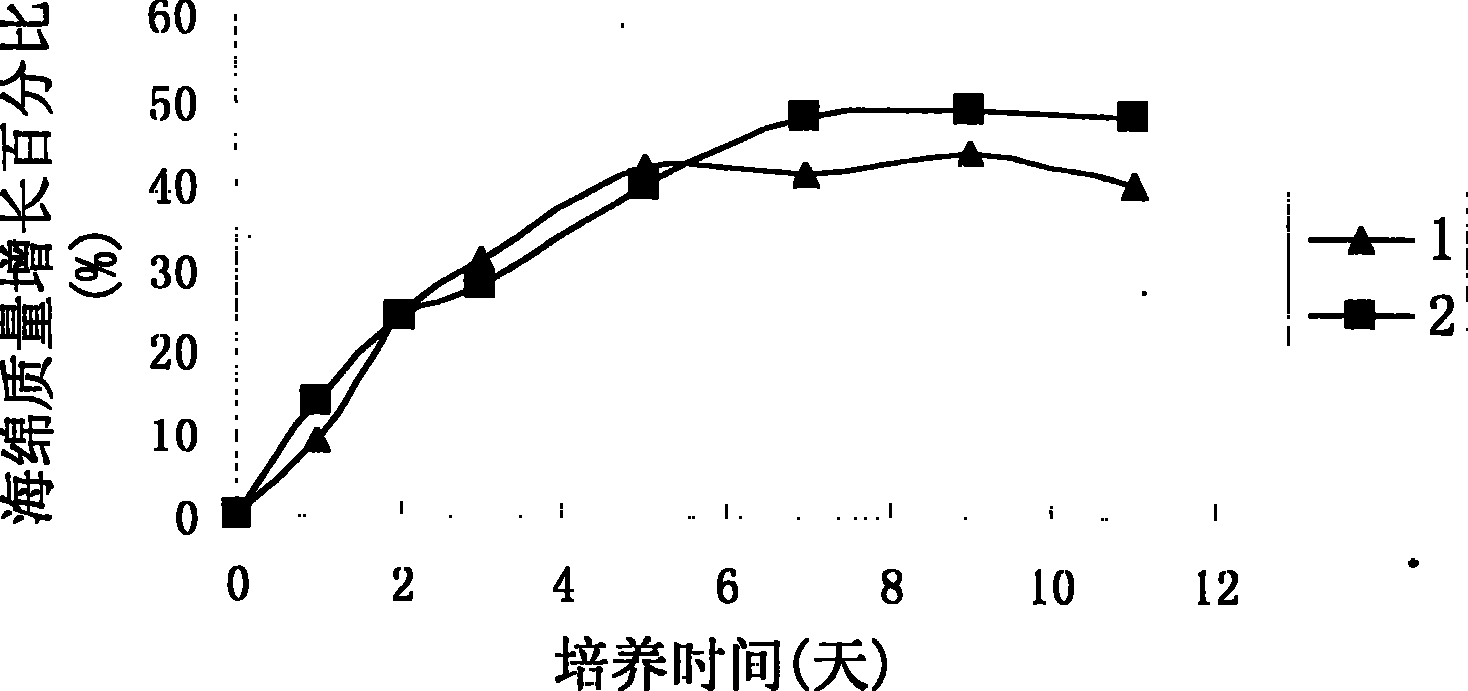 Laboratory artificial cultivating method for intertidal zone marine sponge