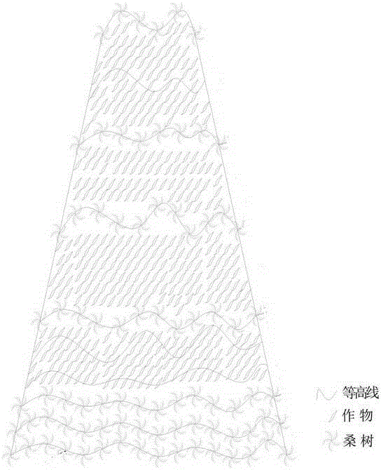 Construction method of system for preventing and controlling water and soil loss of white mulberries in purple-soil dry slope land of Three Gorges reservoir region