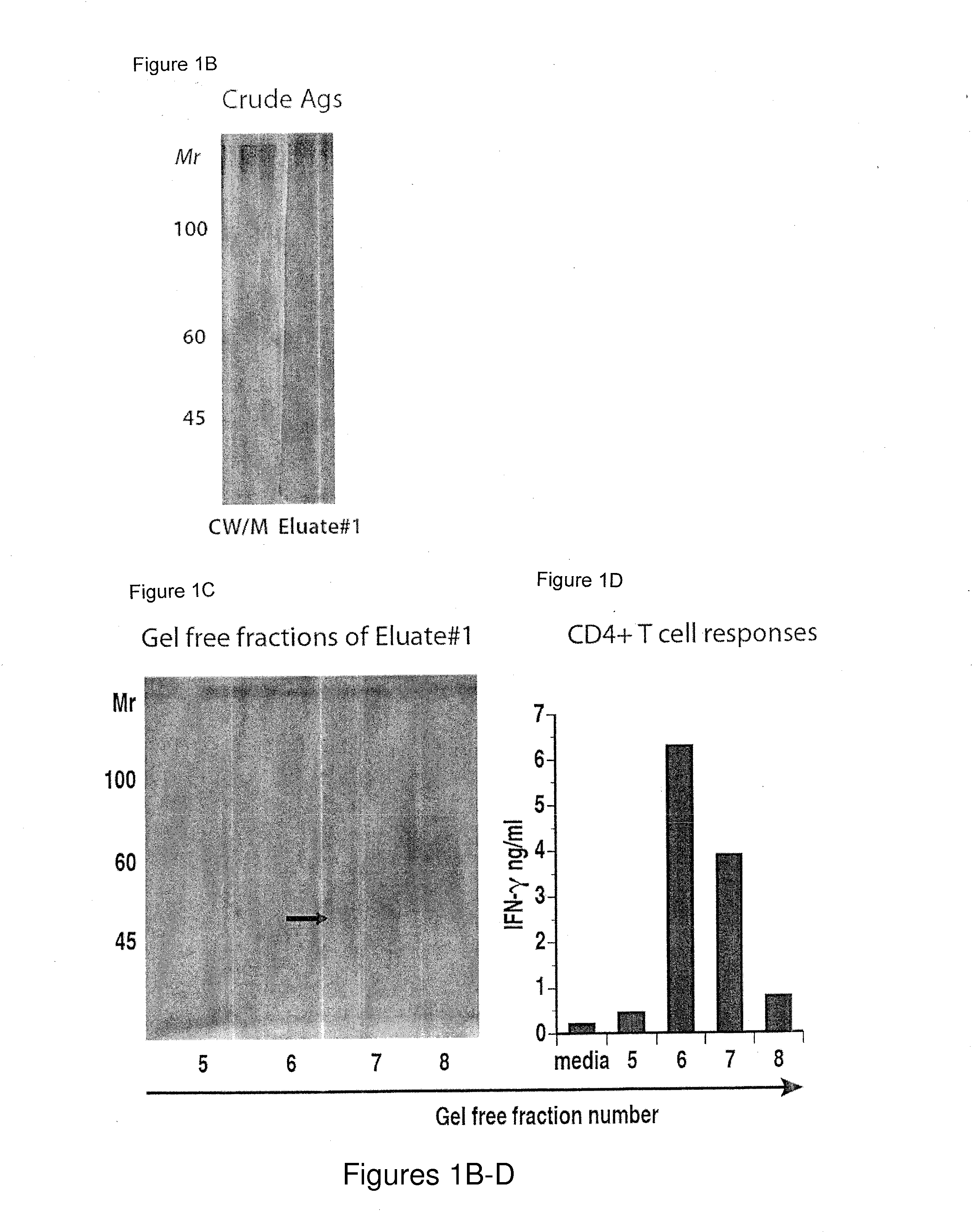 Peptide MHCII Tetramers to  Detect Endogenous Calnexin Specific CD4 T Cells