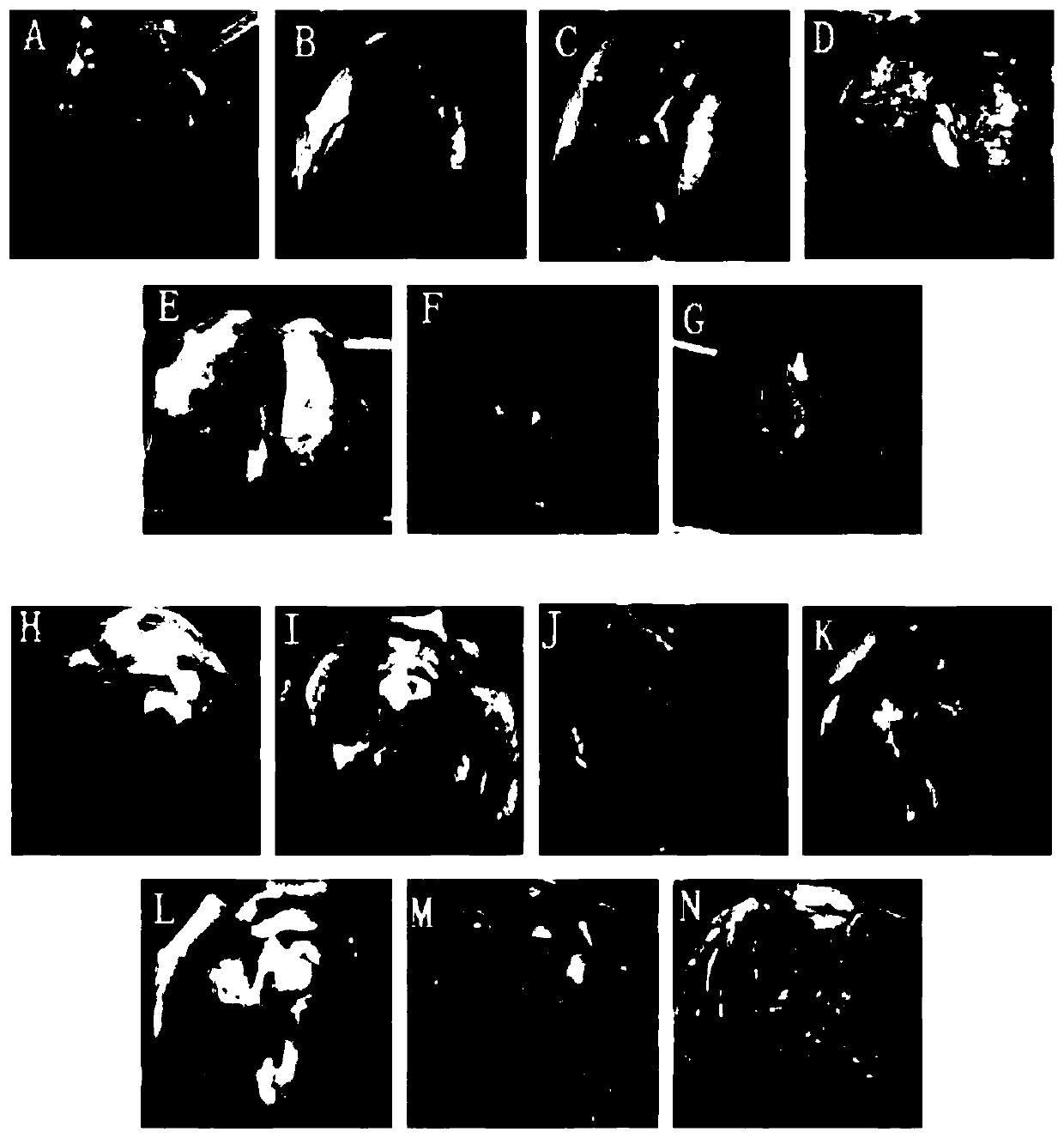 Glucosamine hydrochloride bone joint intelligent hydrogel, preparation method and use thereof