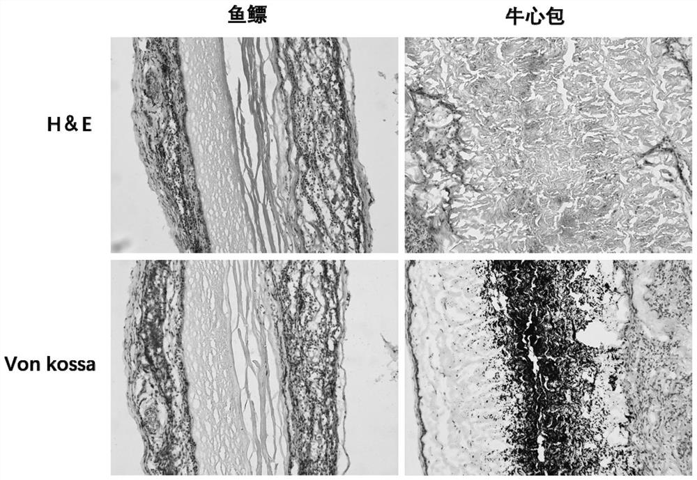 Swim bladder-derived biological valve material and its preparation method and application