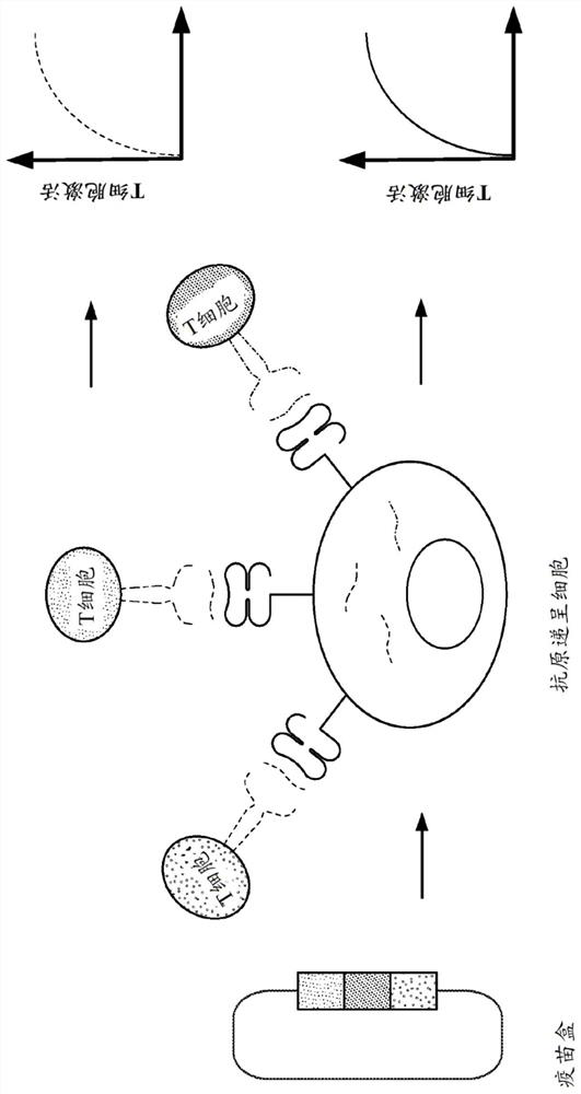 Immune checkpoint inhibitor co-expression vectors