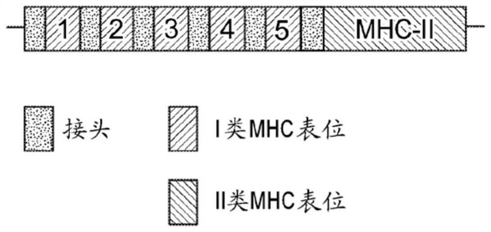 Immune checkpoint inhibitor co-expression vectors