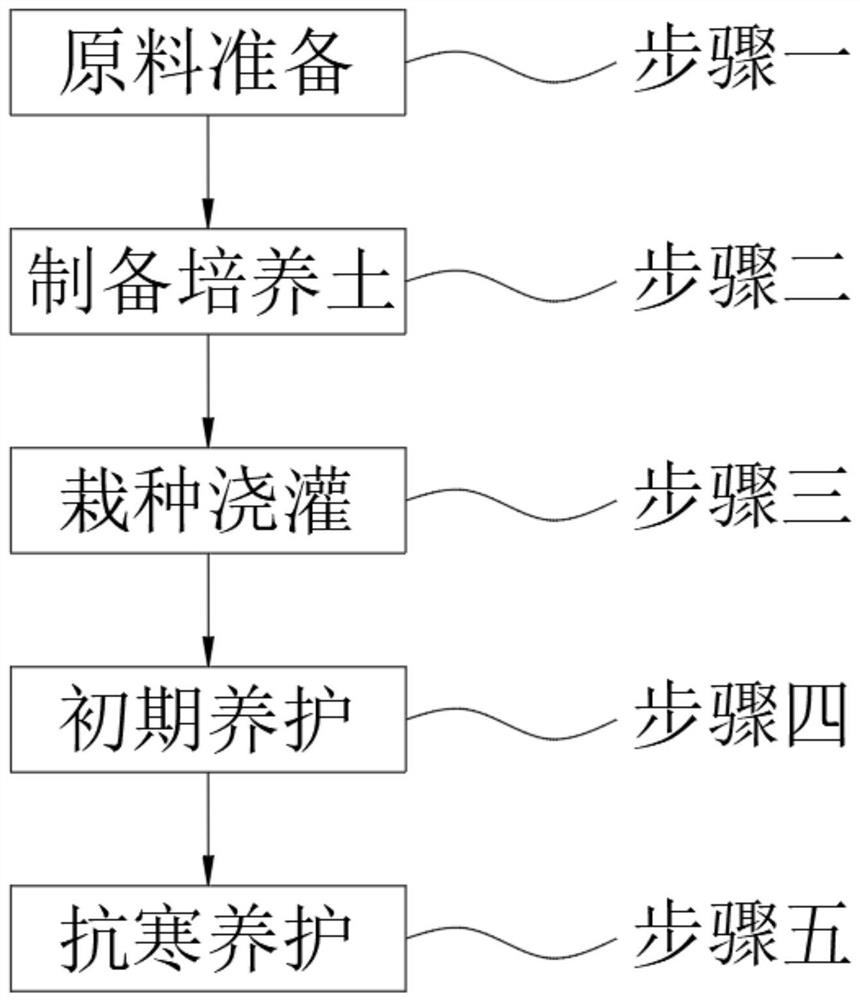 Planting and maintaining method capable of improving cold resistance of bougainvillea speetabilis