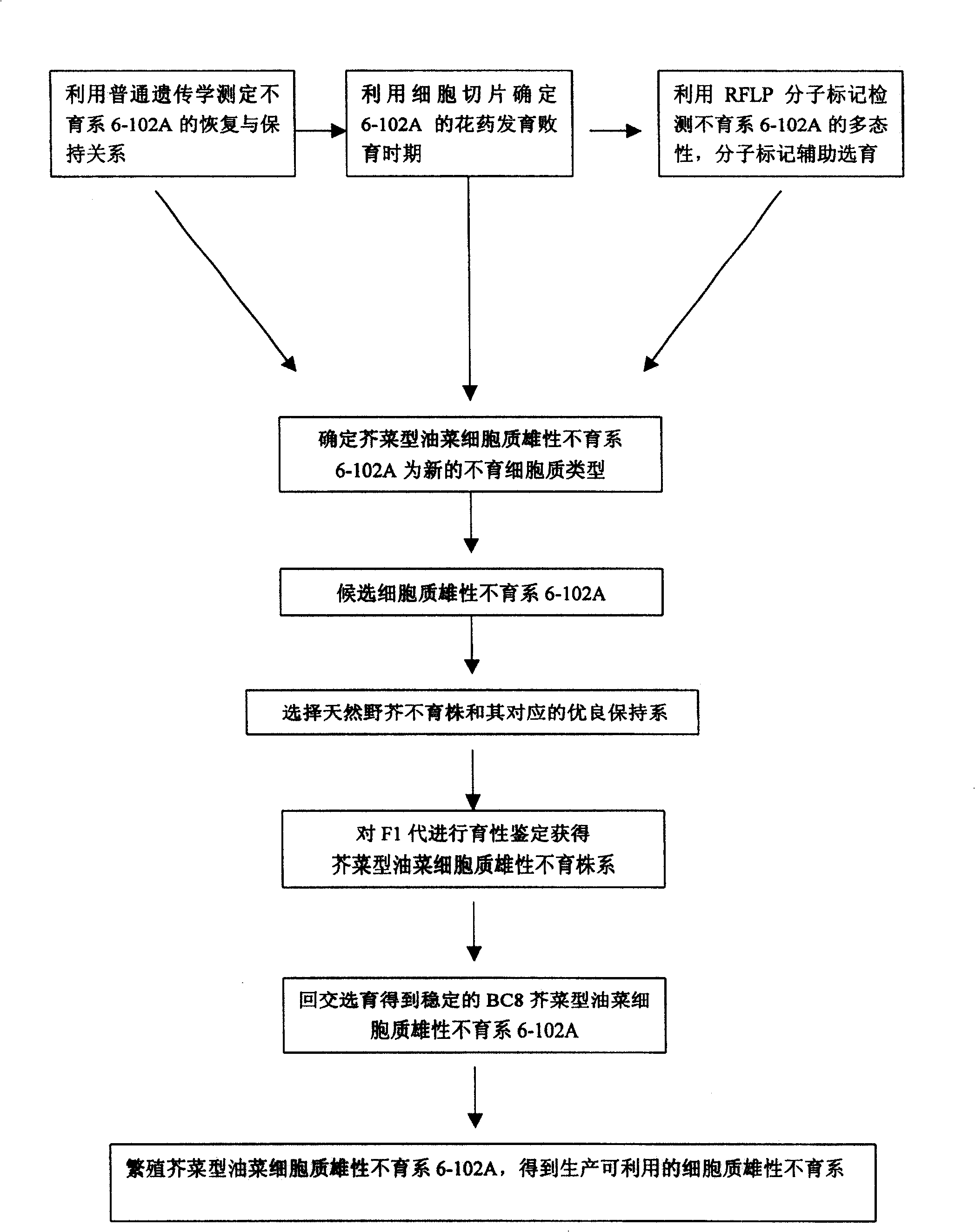 Selective breeding method for cabbage cytoplasm male sterile line