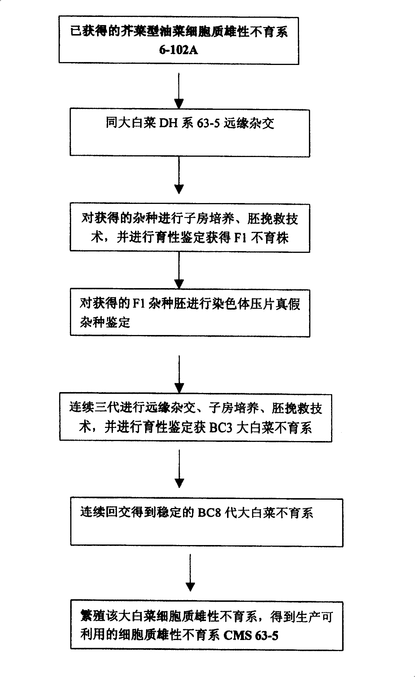 Selective breeding method for cabbage cytoplasm male sterile line