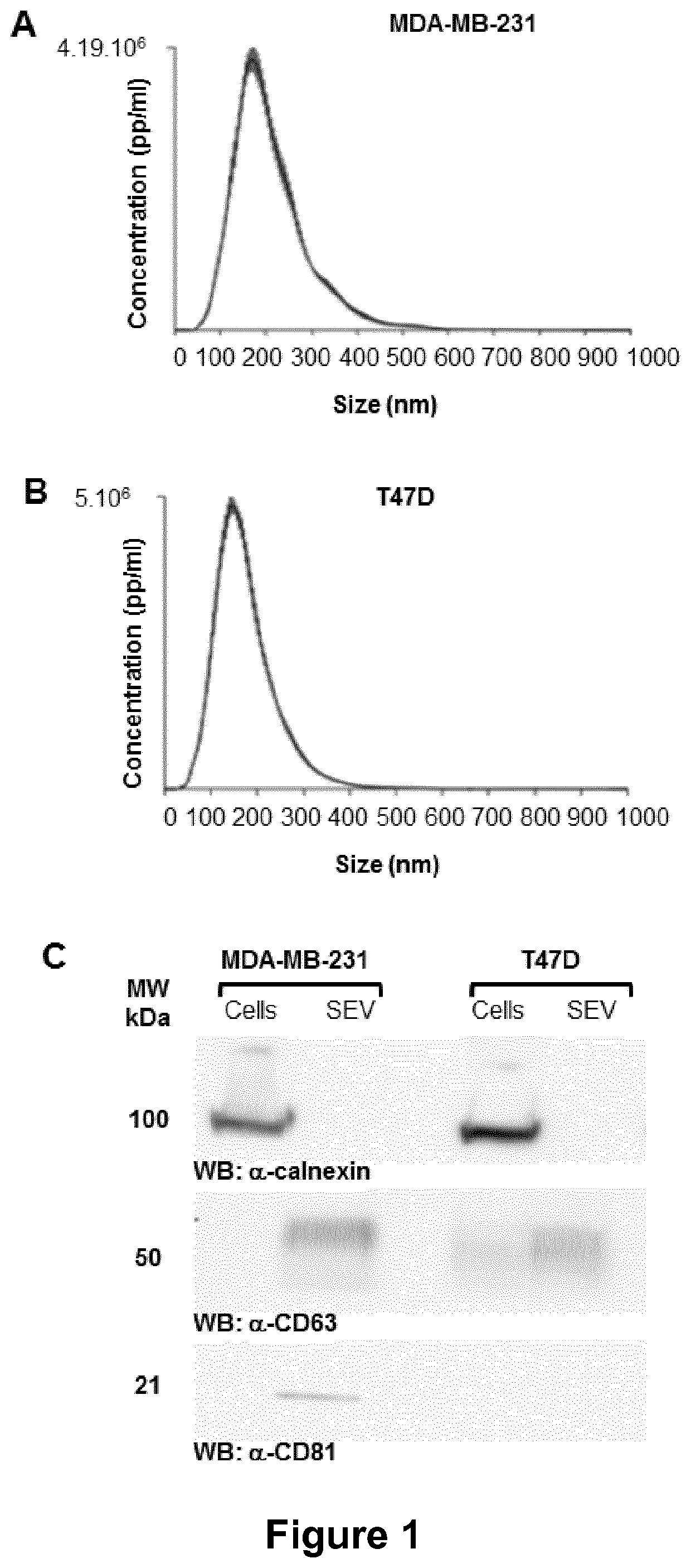 Compositions comprising secreted extracellular vesicles of cells expressing NFATC4 useful for the treatment of cancer