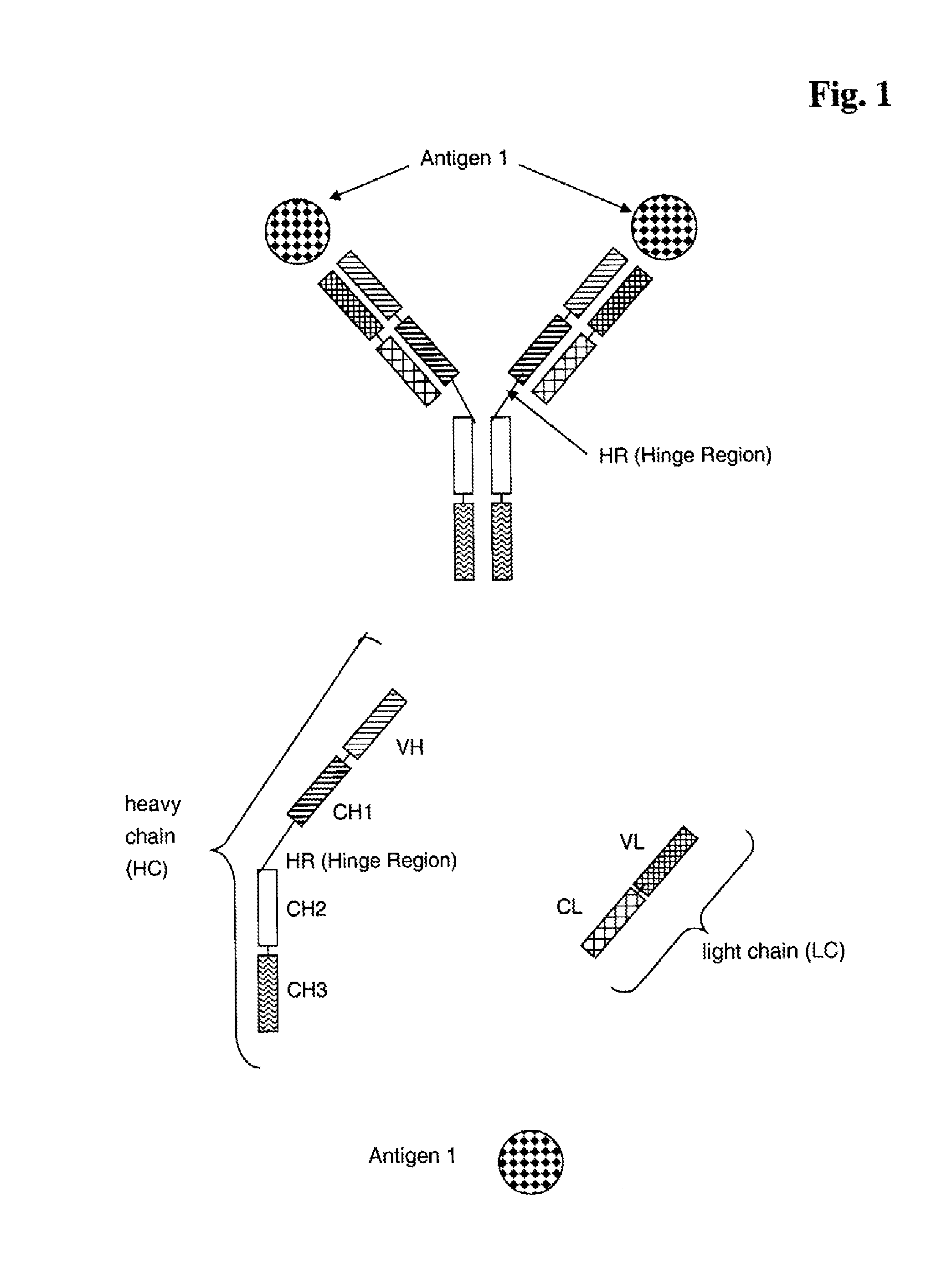 Bispecific Anti ErbB3 / Anti cMet Antibodies