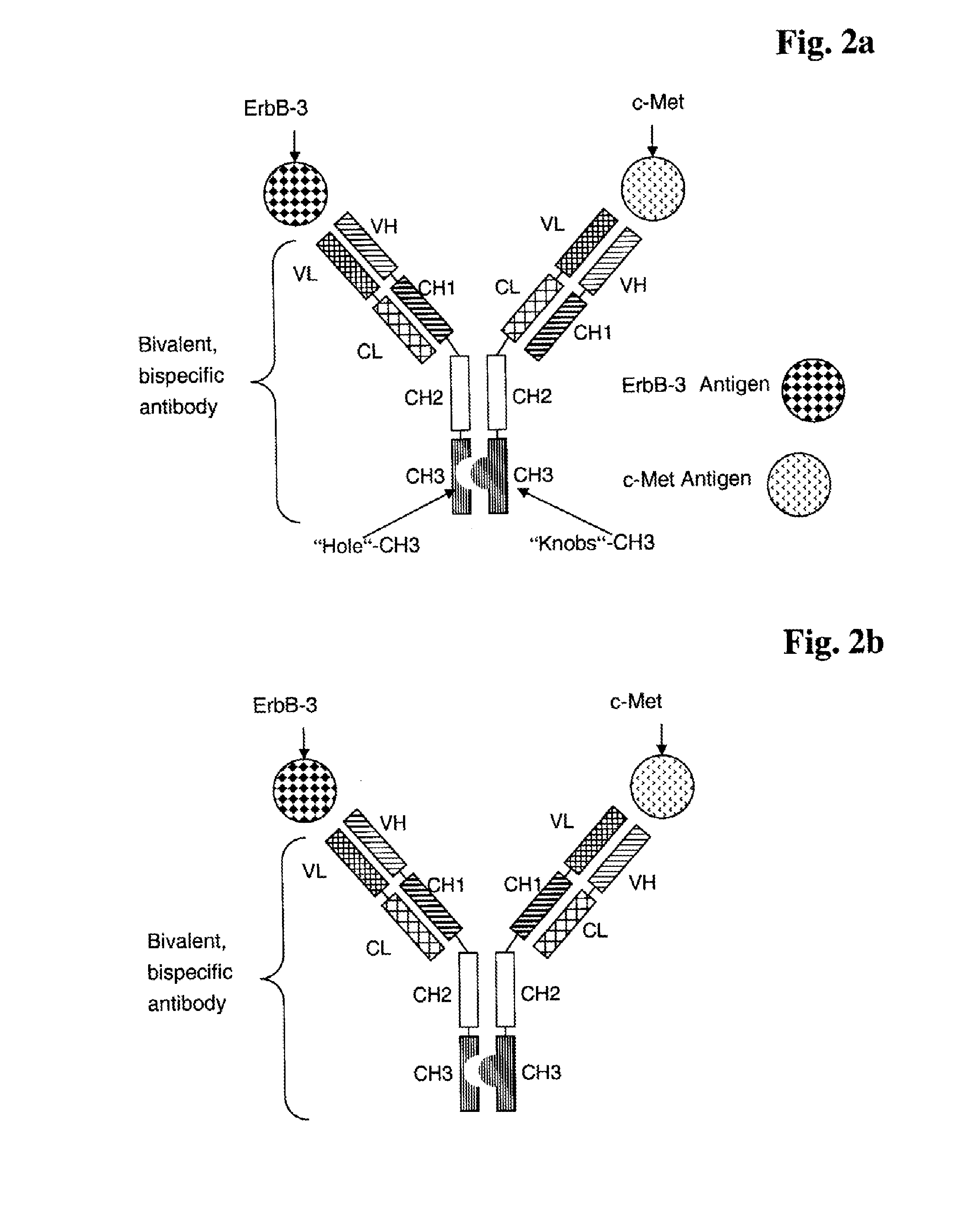 Bispecific Anti ErbB3 / Anti cMet Antibodies