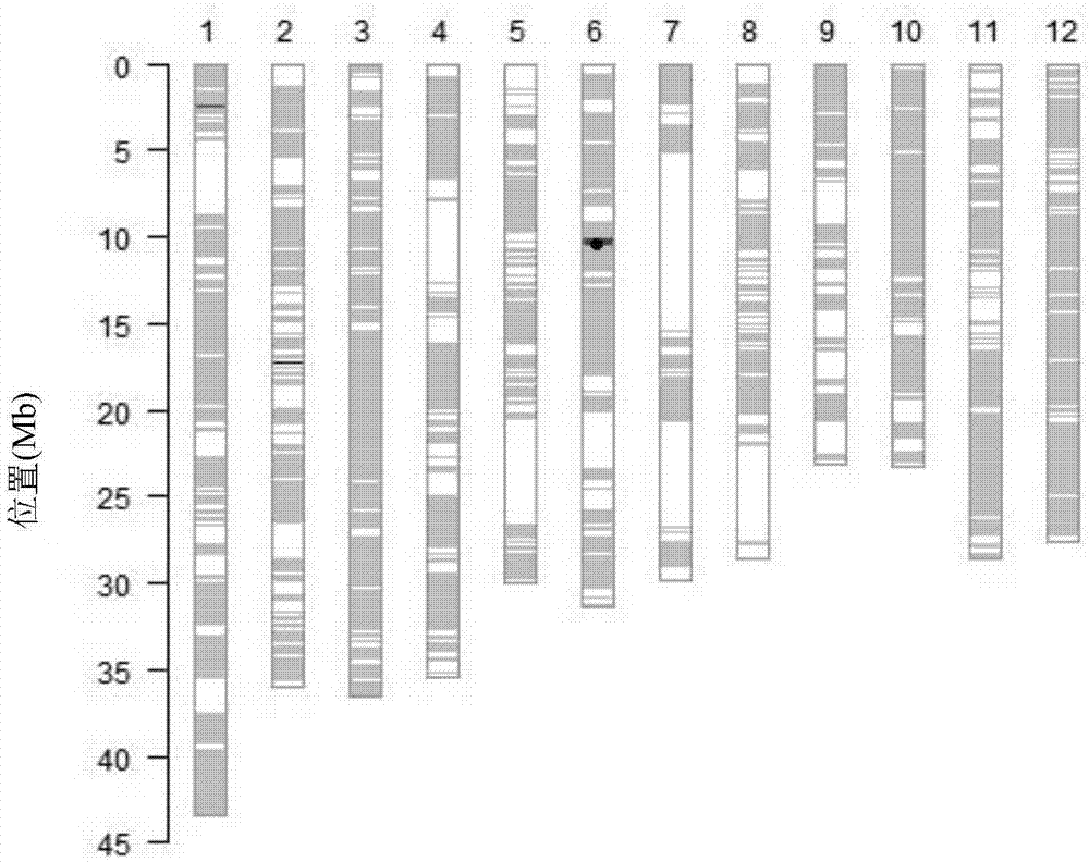 Recombinant nucleic acid fragment RecCR012600 and detection method thereof