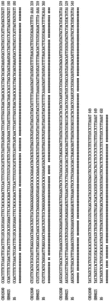 Recombinant nucleic acid fragment RecCR012600 and detection method thereof