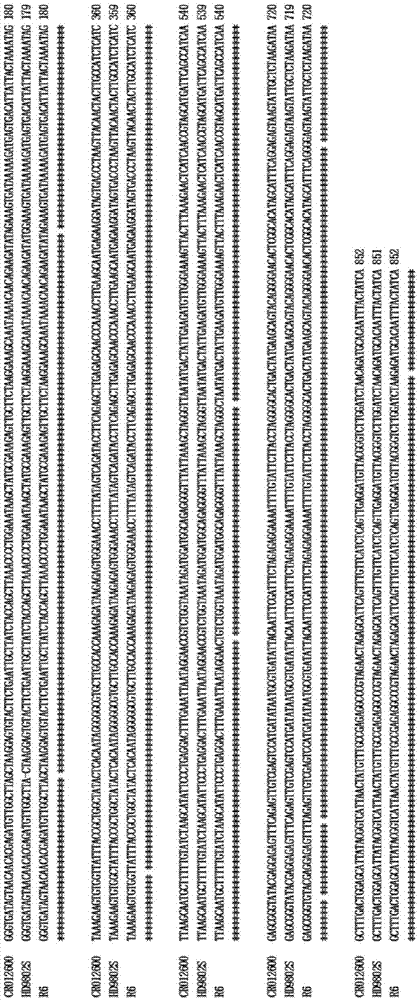 Recombinant nucleic acid fragment RecCR012600 and detection method thereof