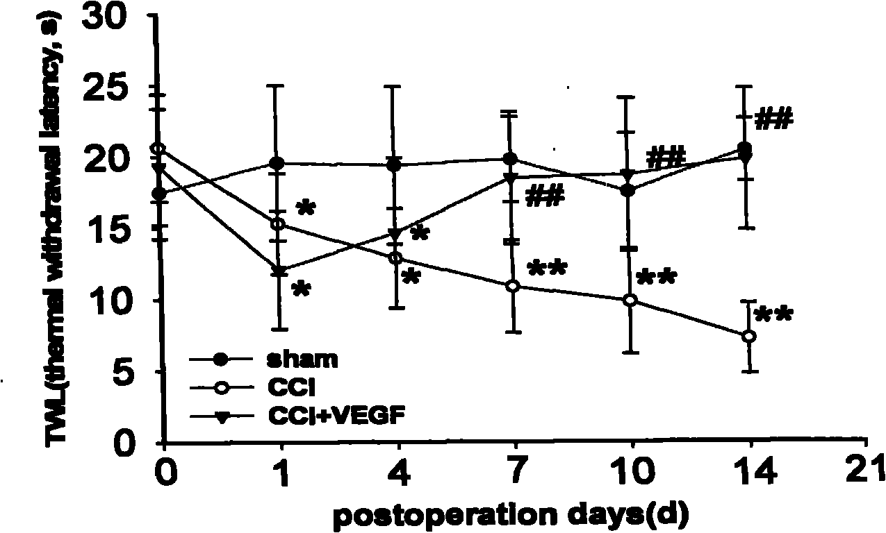 Use of VEGF antibody and VEGF receptor antagonist in preparation of pain-killing vaccine or medicament