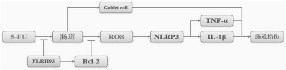 A kind of Lactobacillus rhamnosus, microbial agent and food product