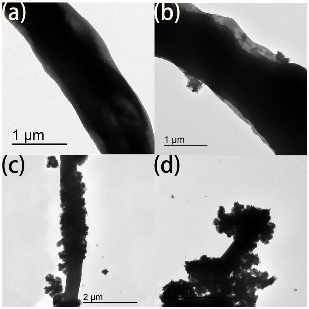 Method for preparing hyphae/molybdenum sulfide adsorption-catalytic material by bioaccumulation