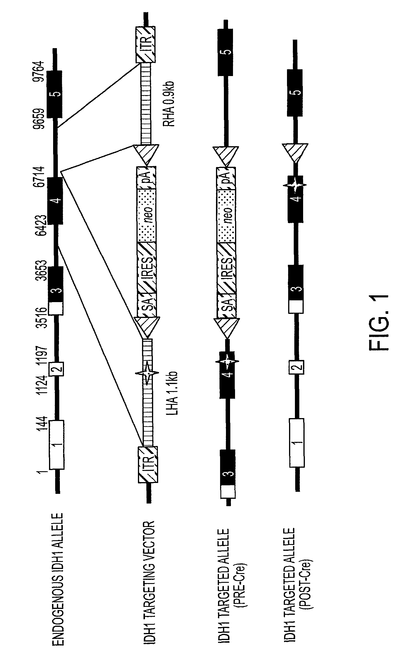 Homozygous and heterozygous IDH1 gene-defective cell lines derived from human colorectal cells