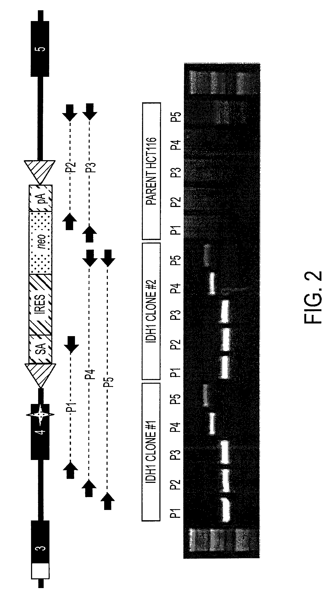 Homozygous and heterozygous IDH1 gene-defective cell lines derived from human colorectal cells