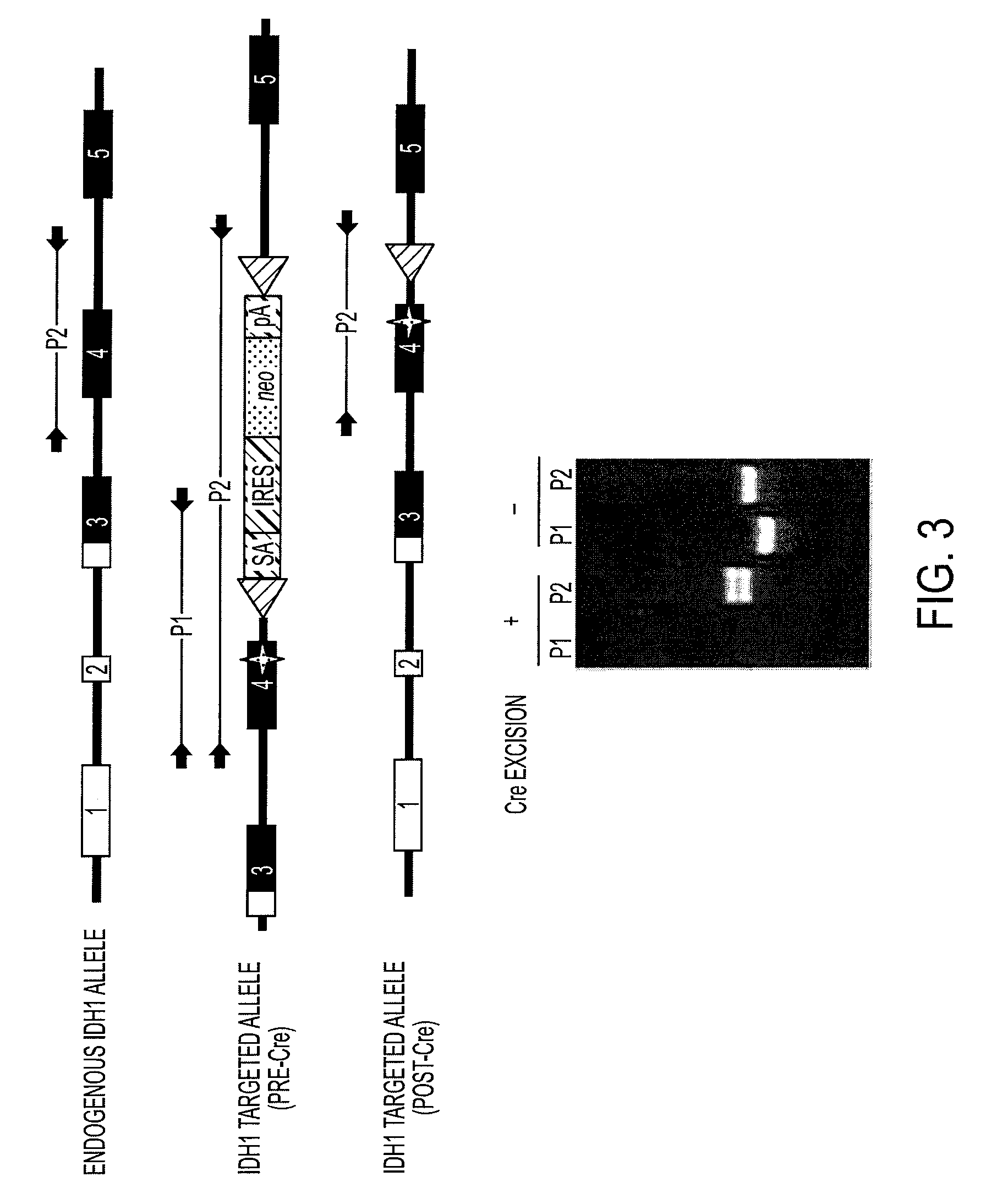 Homozygous and heterozygous IDH1 gene-defective cell lines derived from human colorectal cells