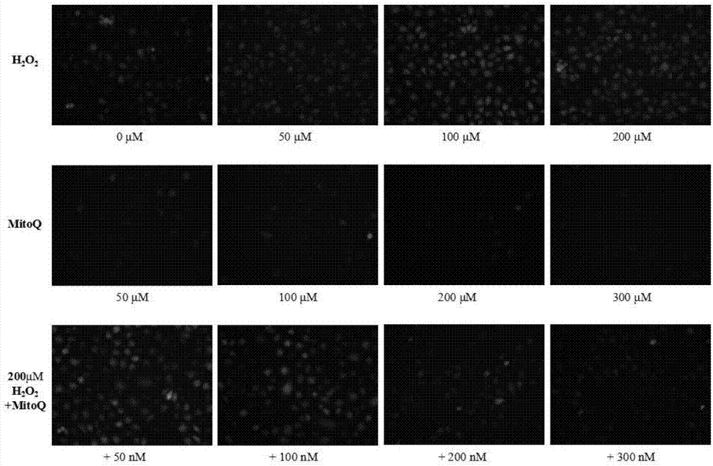 Method for evaluating in-vivo oxidation stress based on detection of peripheral blood mitochondria DNA oxidative damage