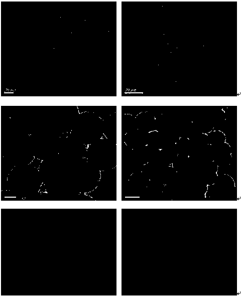 Preparation method for quantum dot fluorescent imprinted polymer