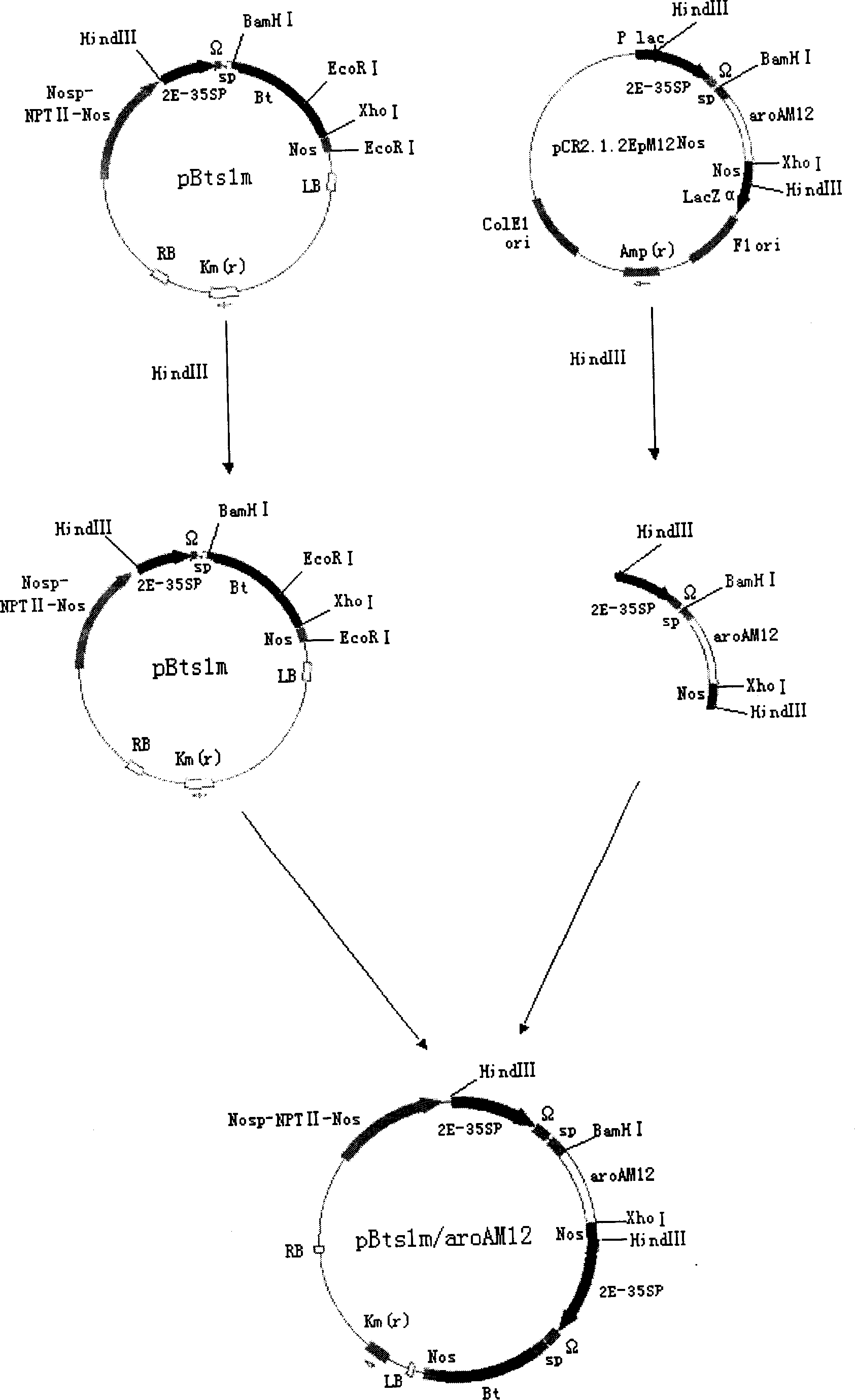 Plant polygene expression carrier, transforming factor containing said carrier and its application