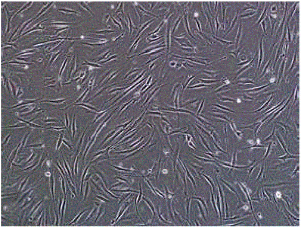 Mixed cell preparation and preparation method and application thereof