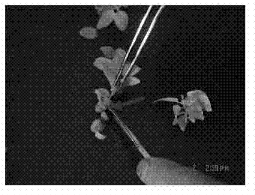 Out-of-bottle bag rooting method for tissue culture seedlings of Europe and America hybrid aspens