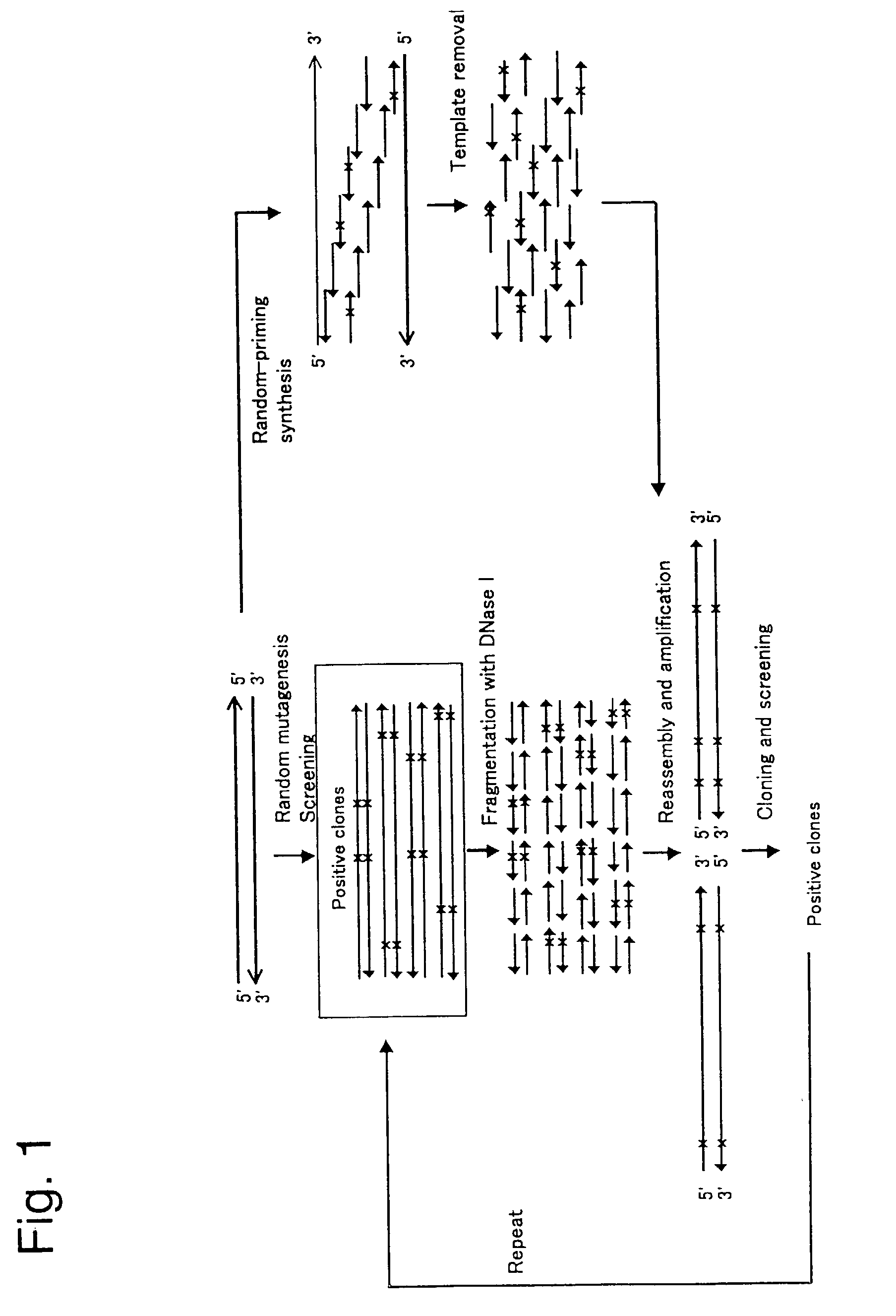 Synthesis of hybrid polynucleotide molecules using single-stranded polynucleotide molecules