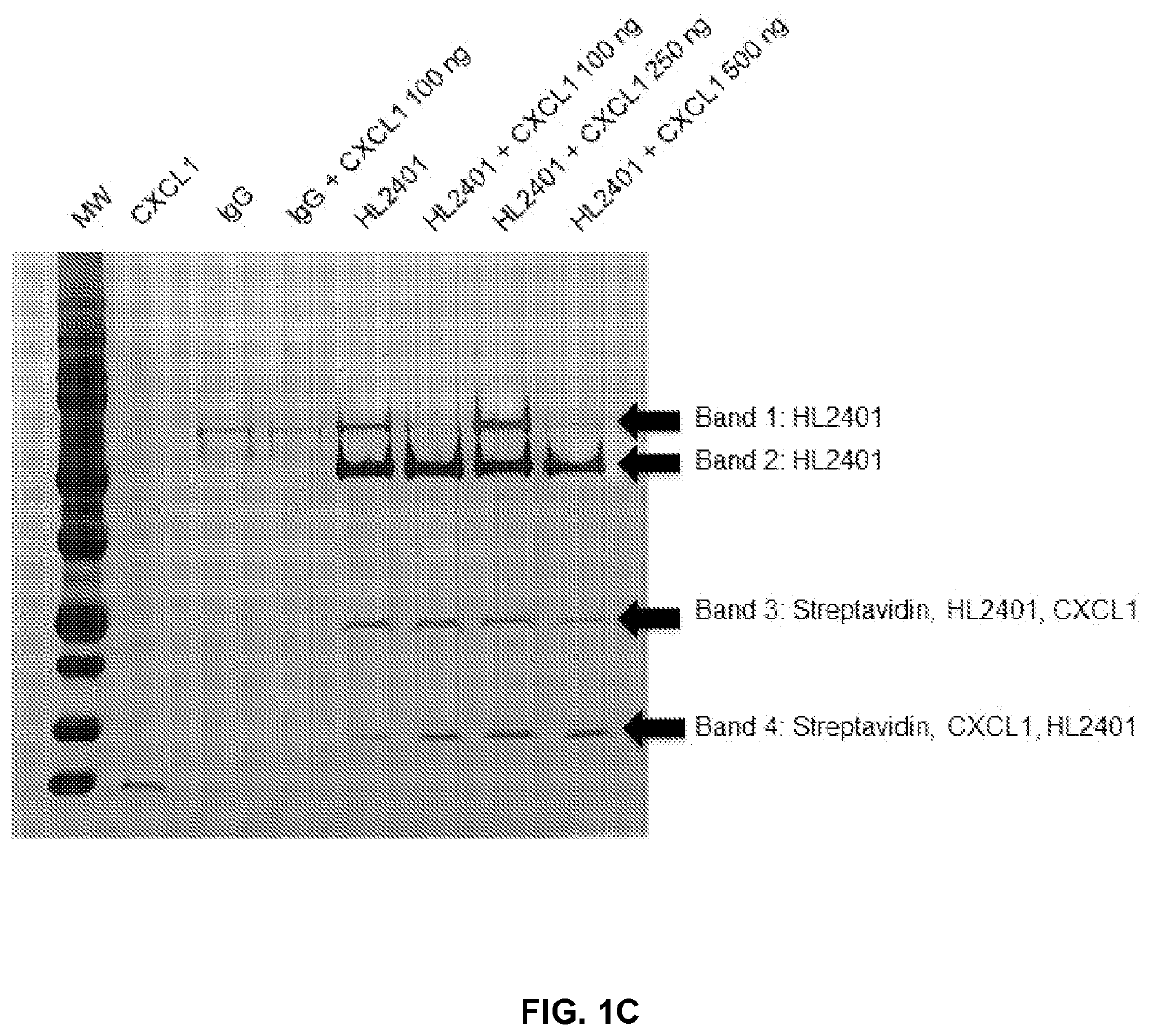 Compositions and methods for treatment of diseases involving CXCL1 function