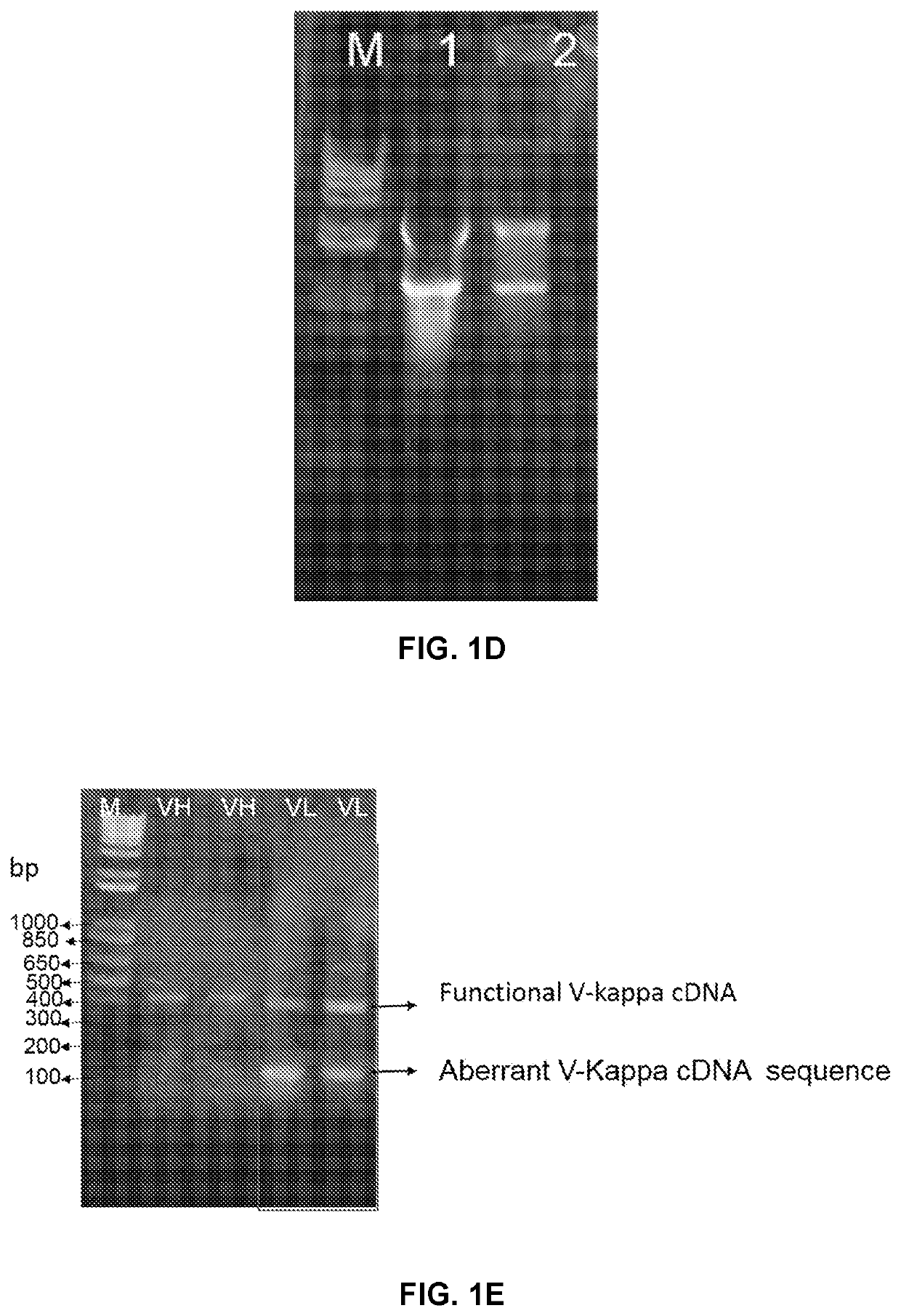 Compositions and methods for treatment of diseases involving CXCL1 function