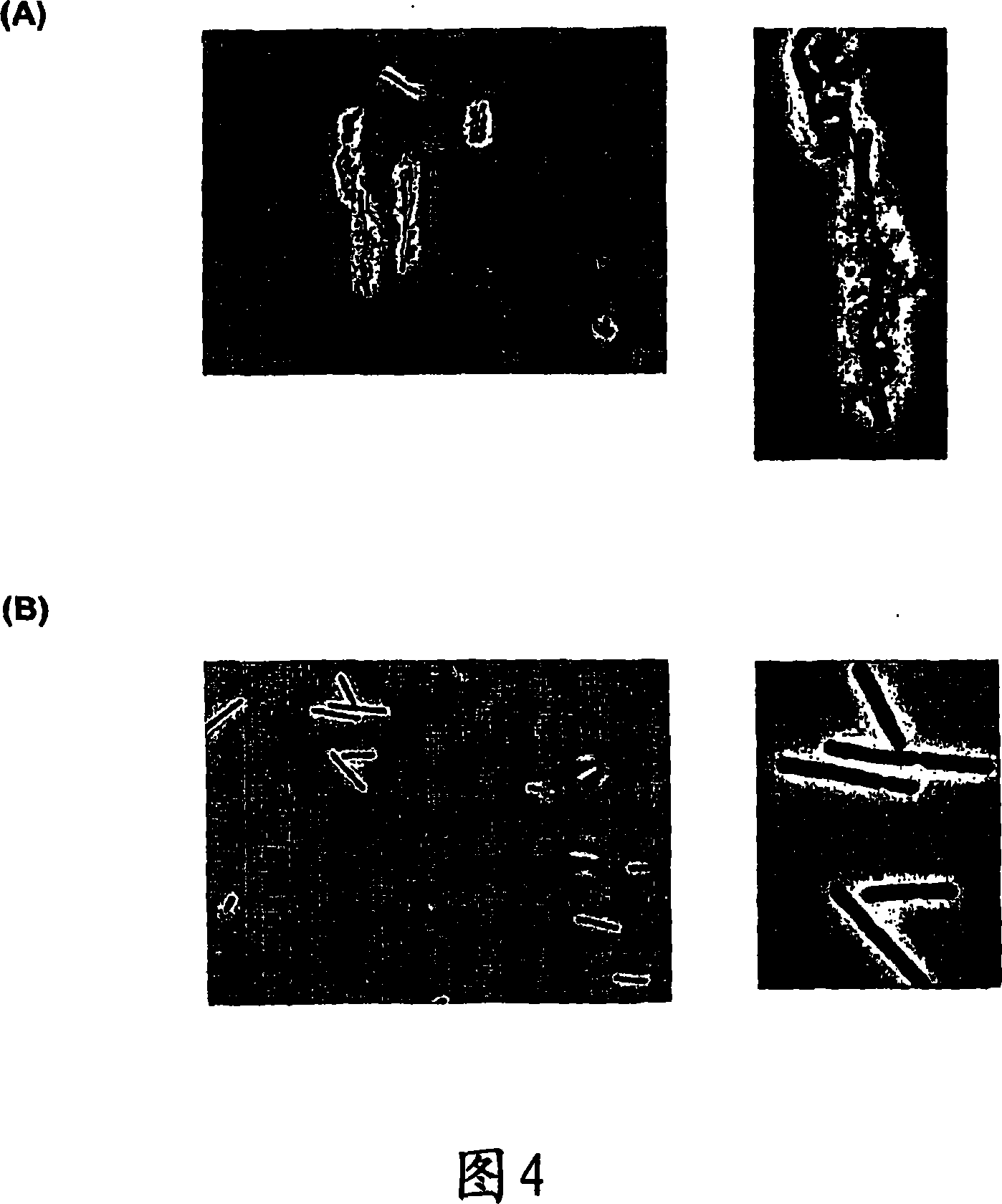 Pharmaceutical composition comprising a bacterial cell displaying a heterologous proteinaceous compound