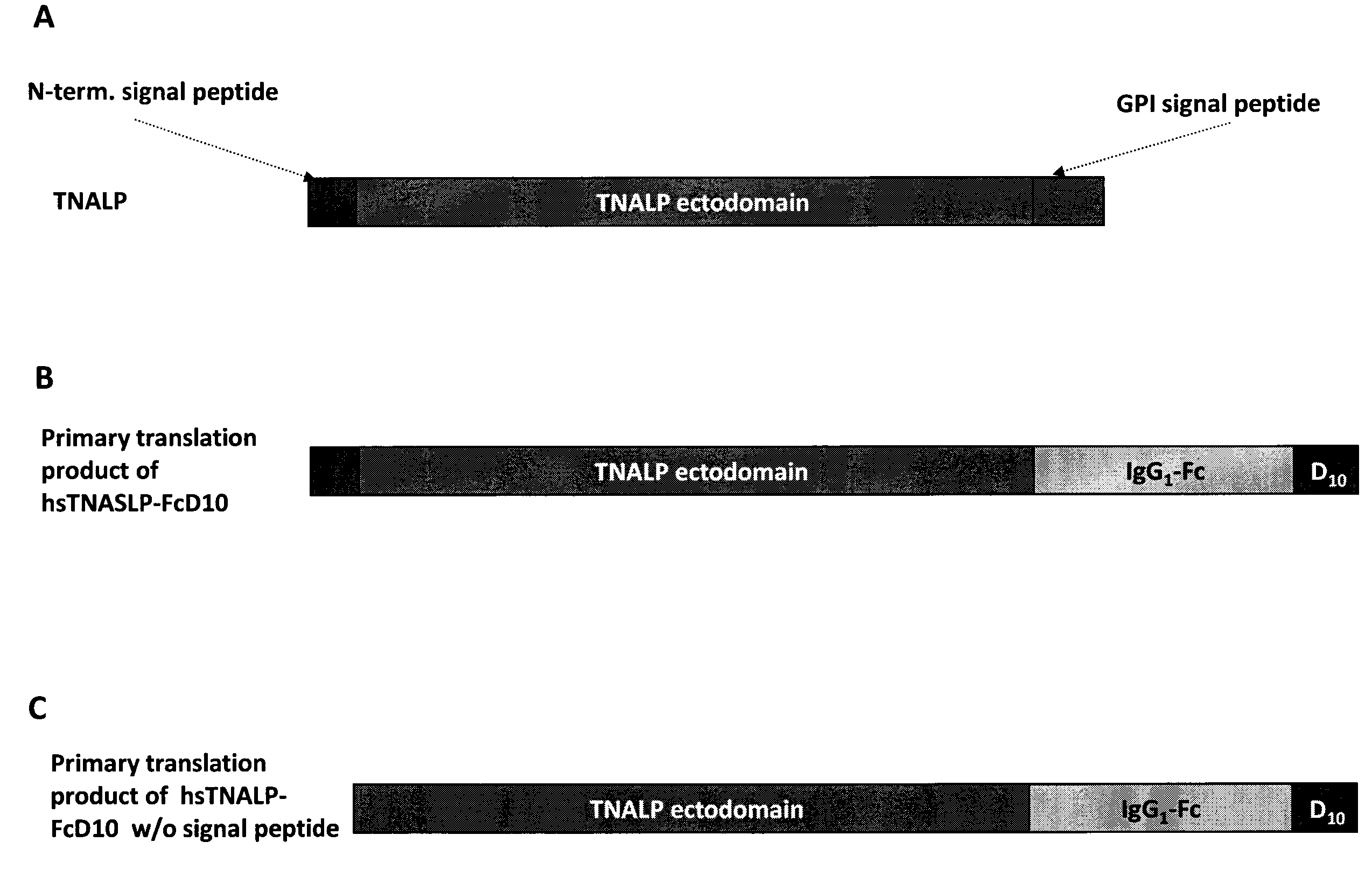 Bone targeted alkaline phosphatase, kits and methods of use thereof