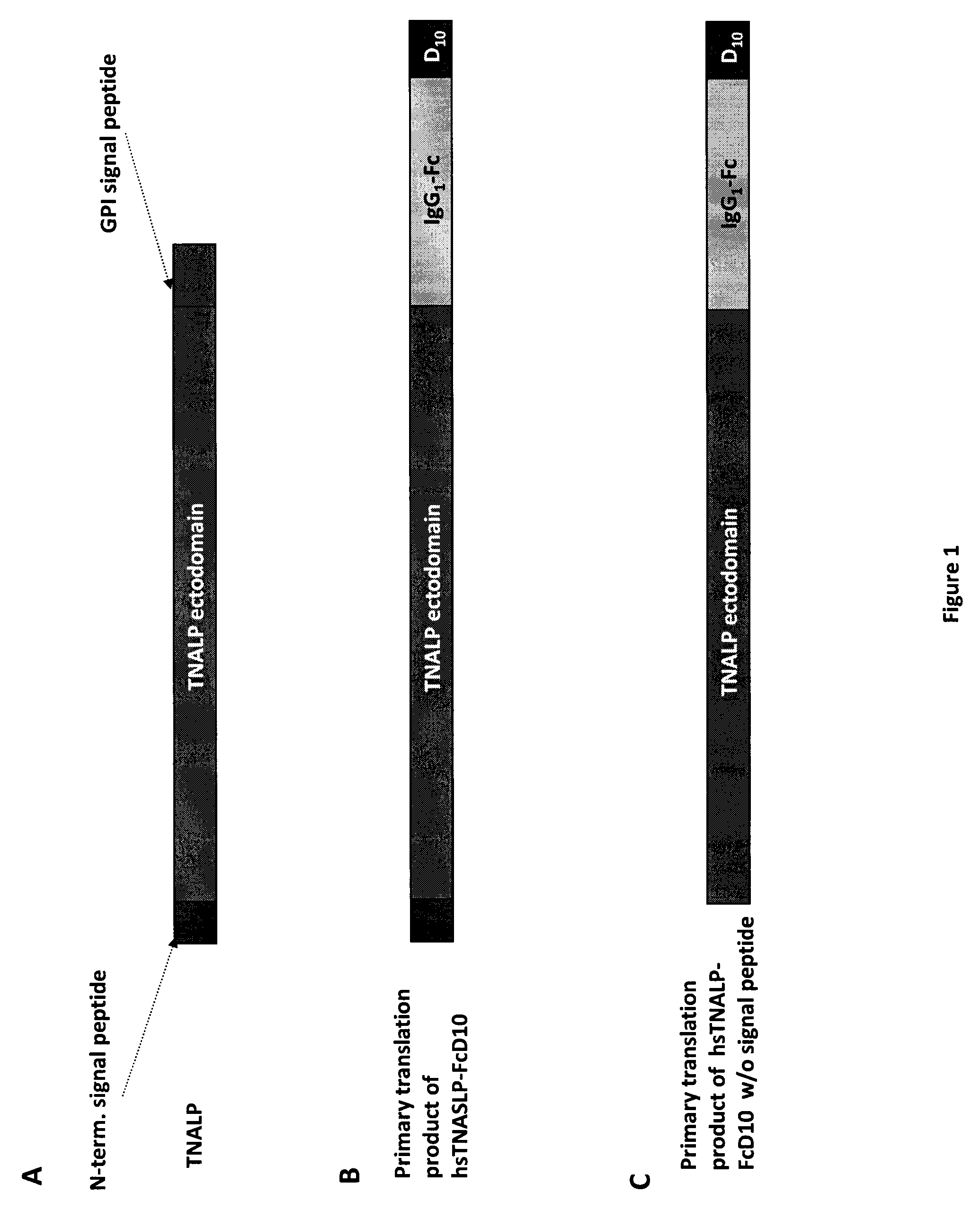 Bone targeted alkaline phosphatase, kits and methods of use thereof