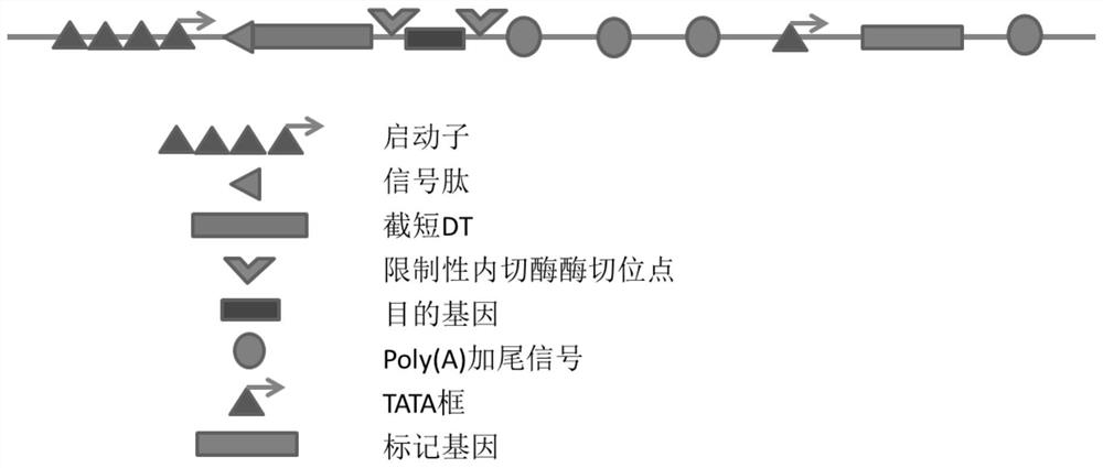 A mammalian cell expression vector for industrial production