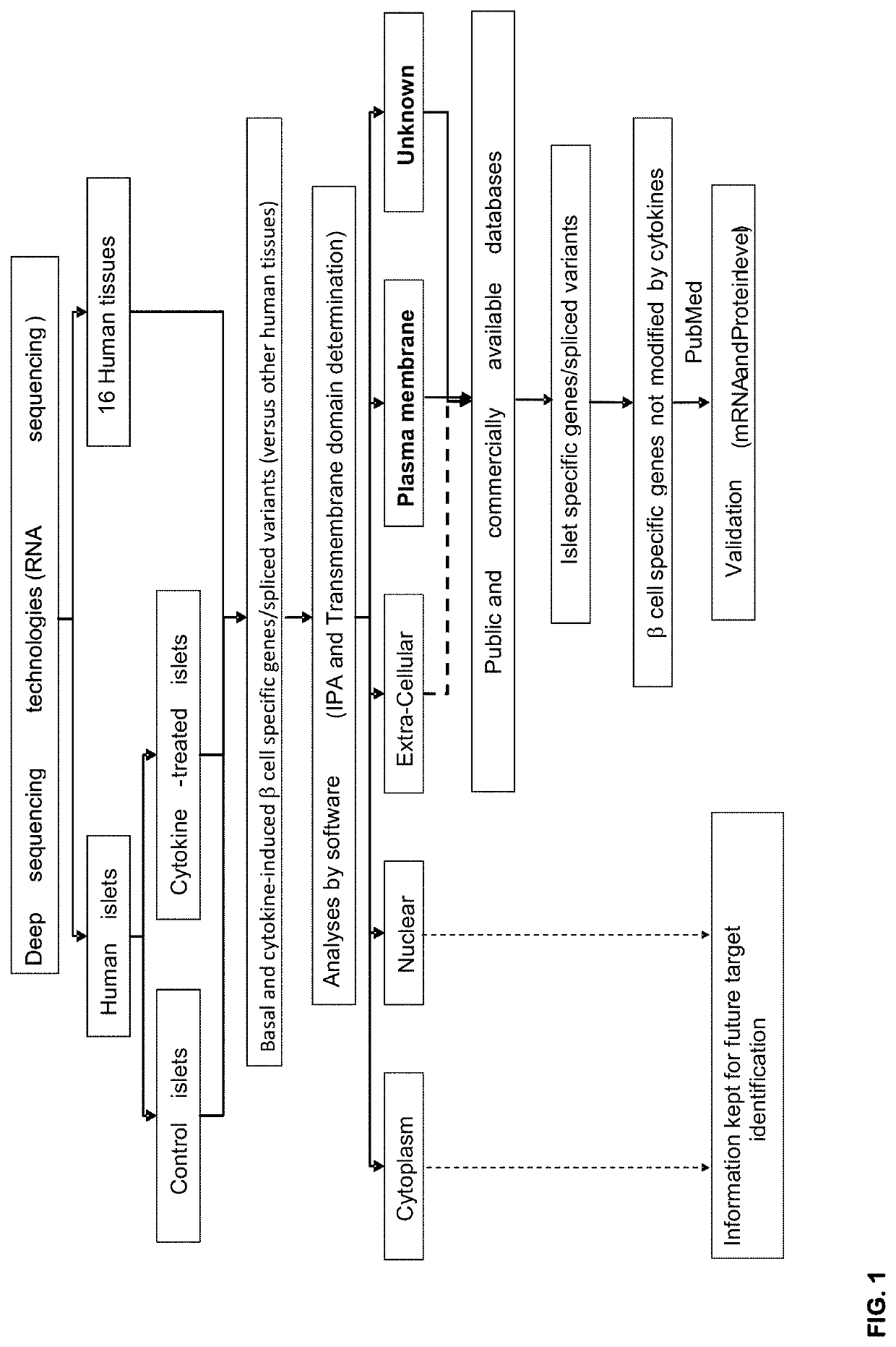 Biomarker expressed in pancreatic beta cells useful in imaging or targeting beta cells