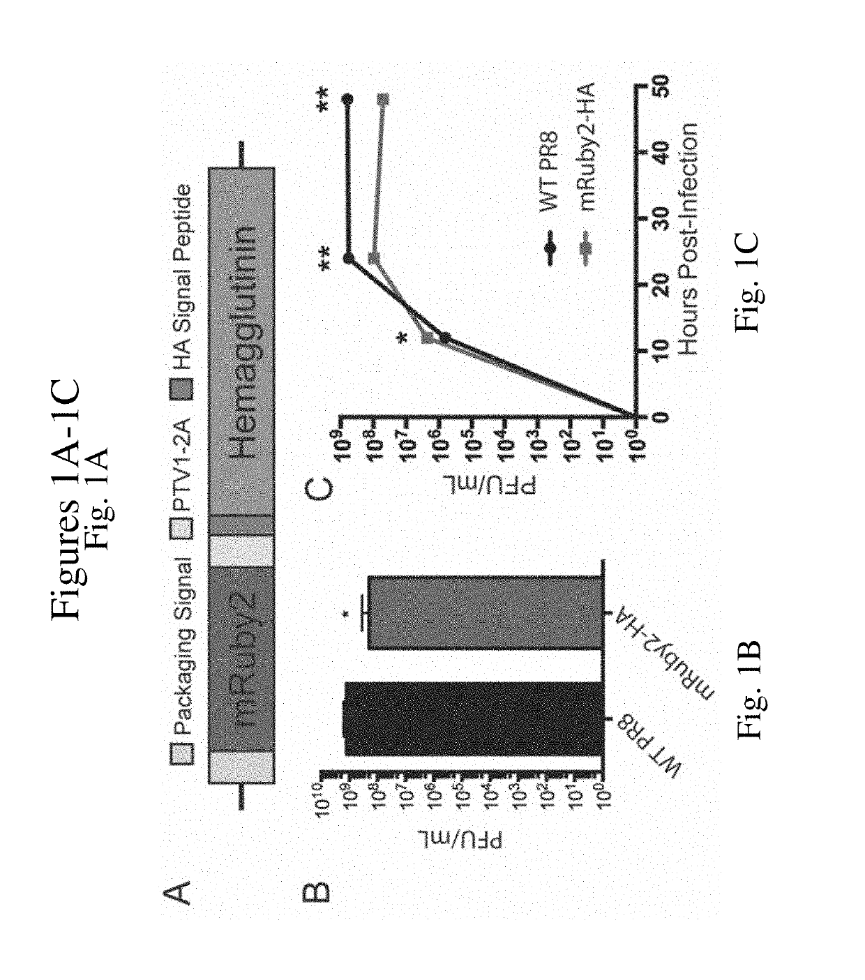 Engineered influenza polynucleotides, viruses, vaccines and methods of making and using the same