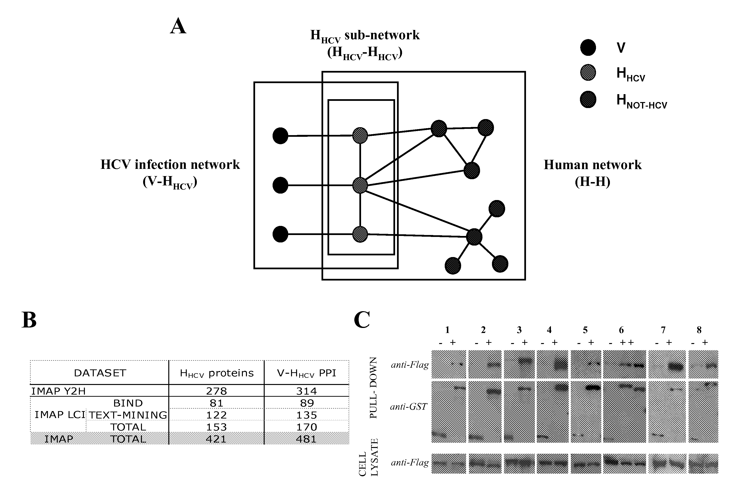 Methods for Screening Compounds for Treating and/or Preventing an Hepatitis C Virus Infection