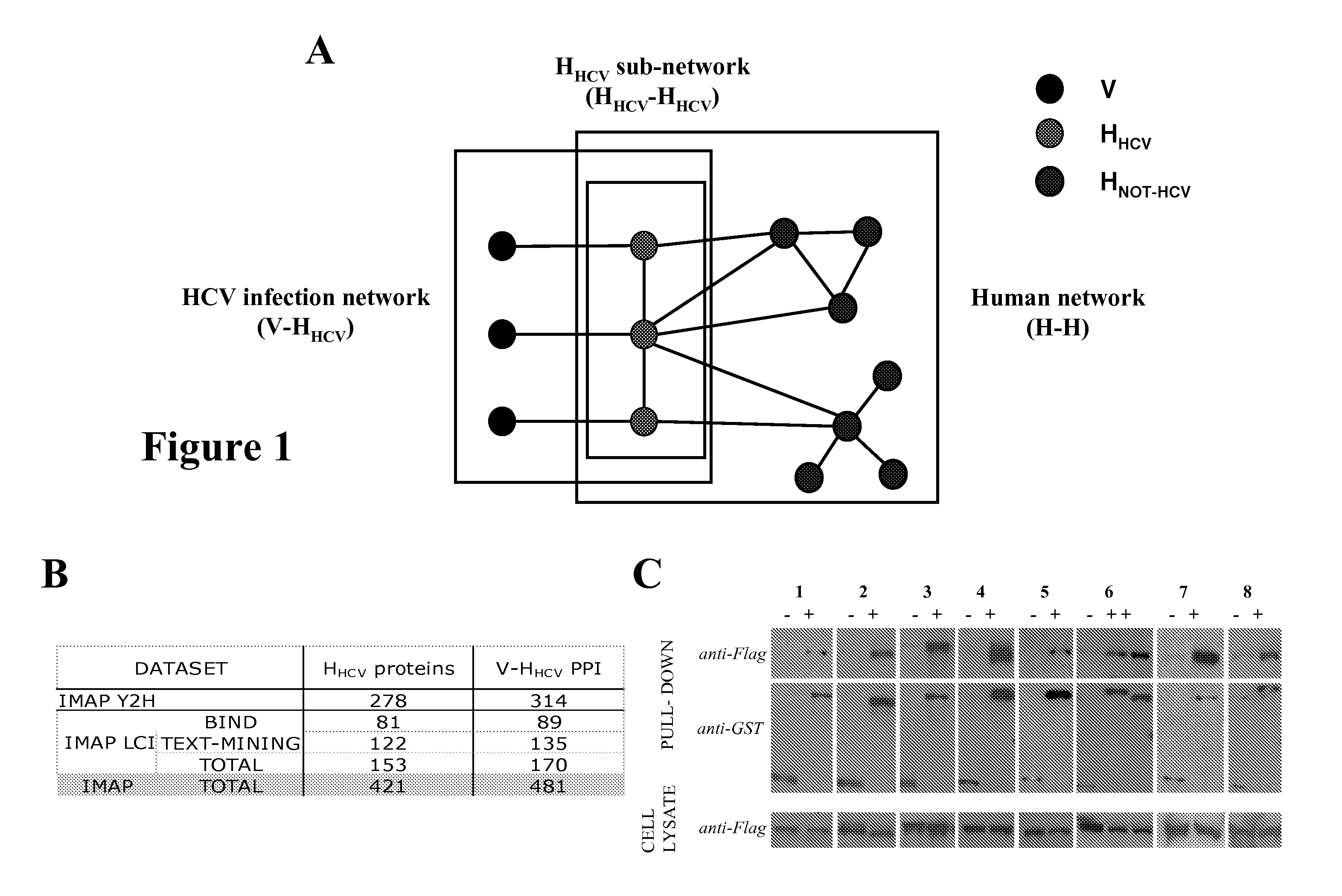 Methods for Screening Compounds for Treating and/or Preventing an Hepatitis C Virus Infection