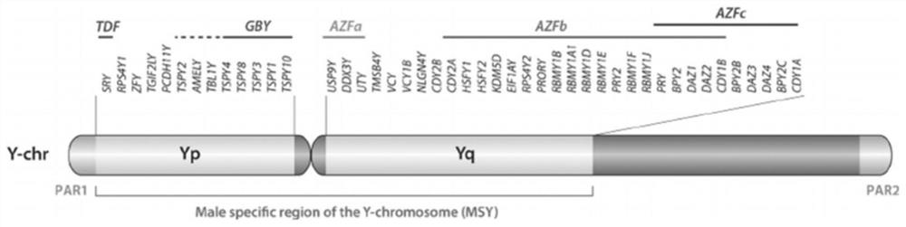 Probe combination and kit for detecting microdeletion and microrepetition of Y chromosome and application of probe combination and kit