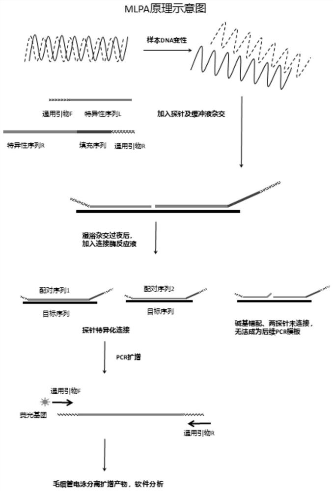 Probe combination and kit for detecting microdeletion and microrepetition of Y chromosome and application of probe combination and kit