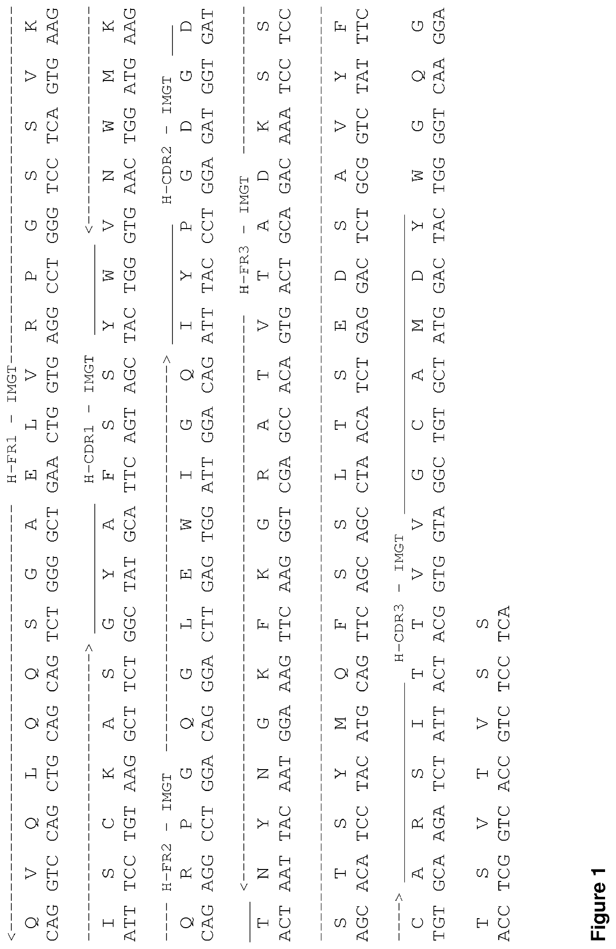 Treatment of b cell malignancies using afucosylated pro-apoptotic Anti-cd19 antibodies in combination with anti cd20 antibodies or chemotherapeutics