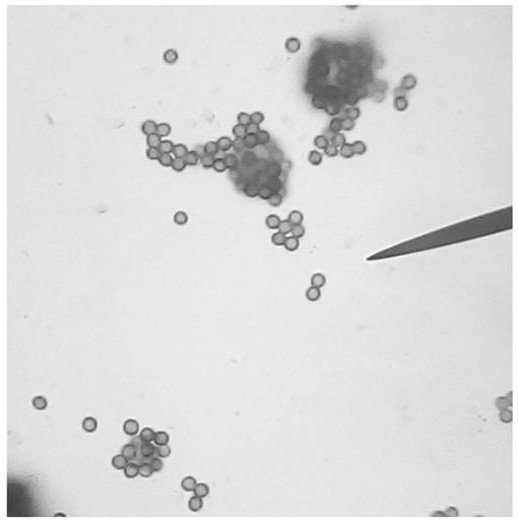 A kind of lavender fungus bacterial strain and application thereof