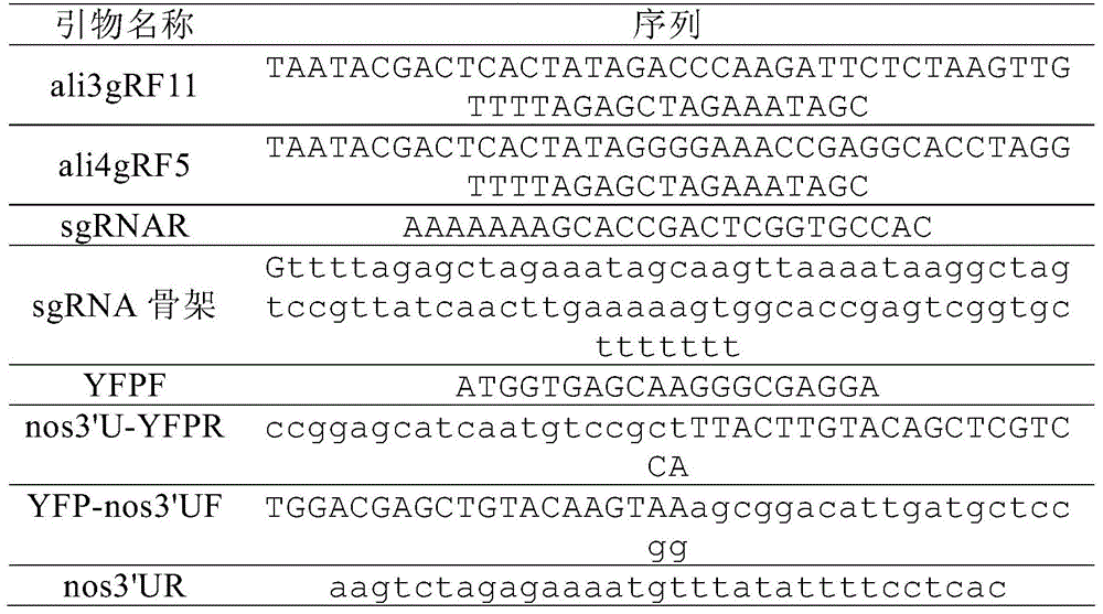 A method to dramatically increase the efficiency of genome editing in fish