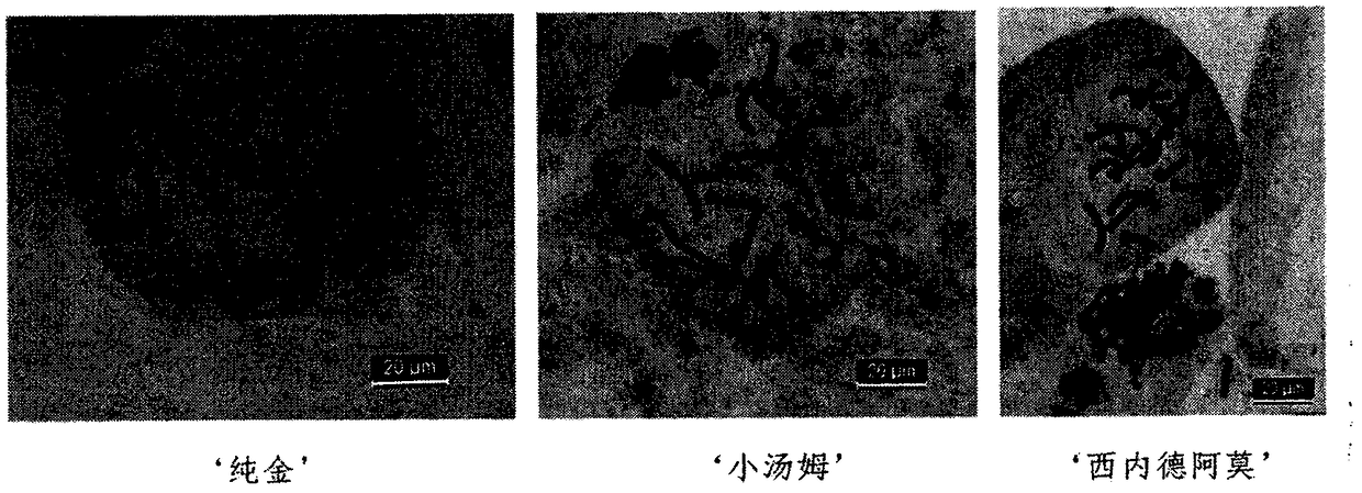 Tulipa gesneriana L chromosome and karyotype studying technology