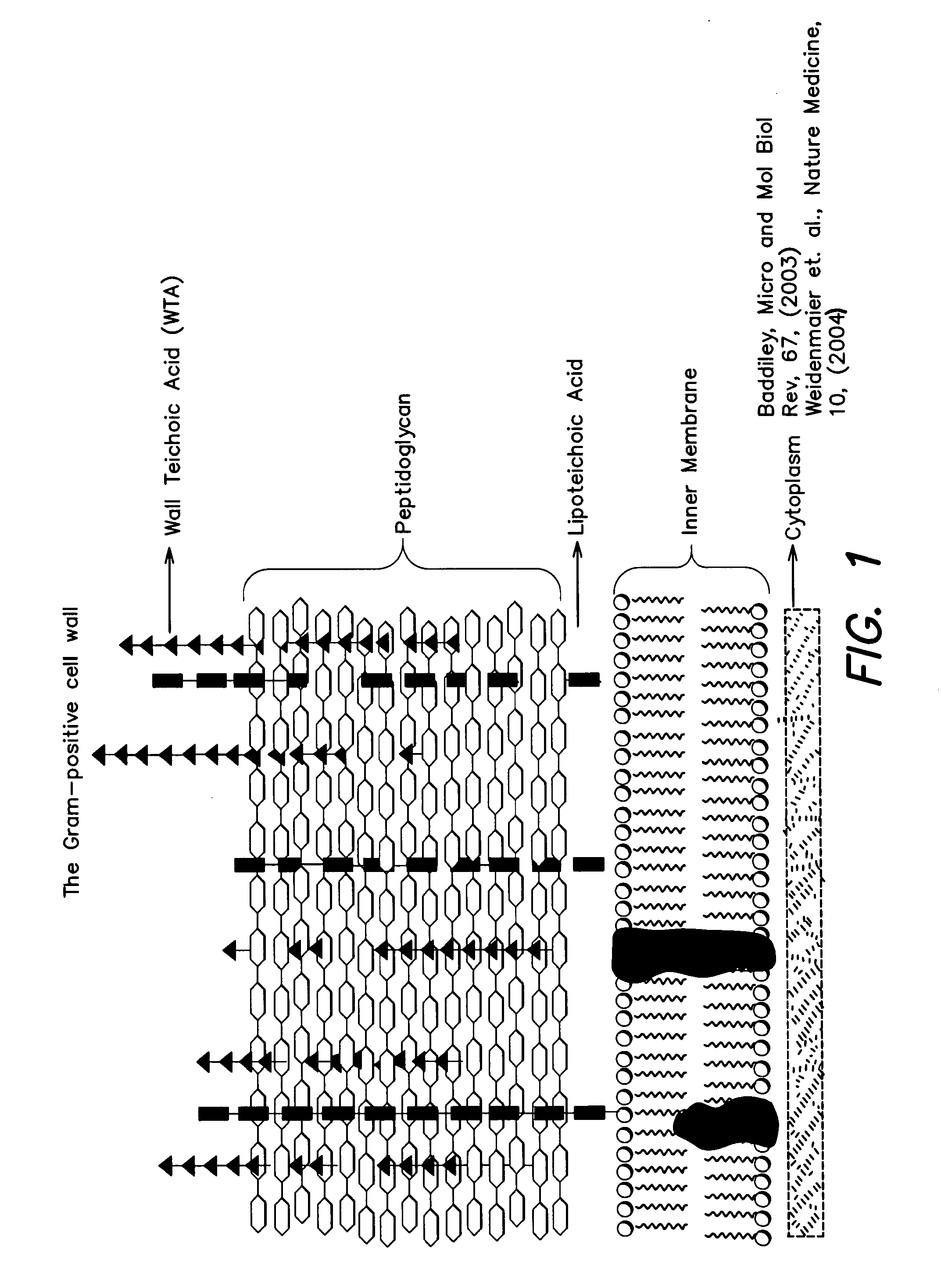 Methods and compounds for antimicrobial intervention