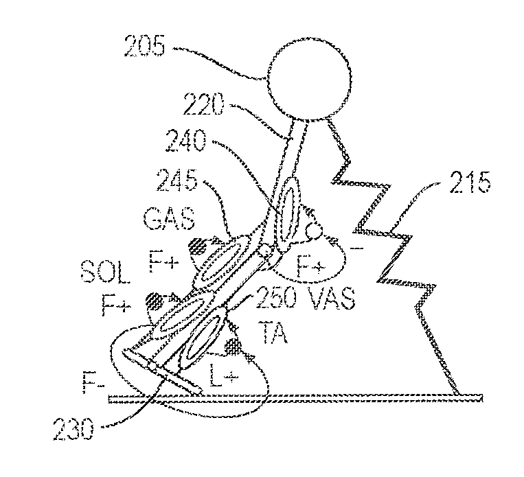 Model-Based Neuromechanical Controller For A Robotic Leg