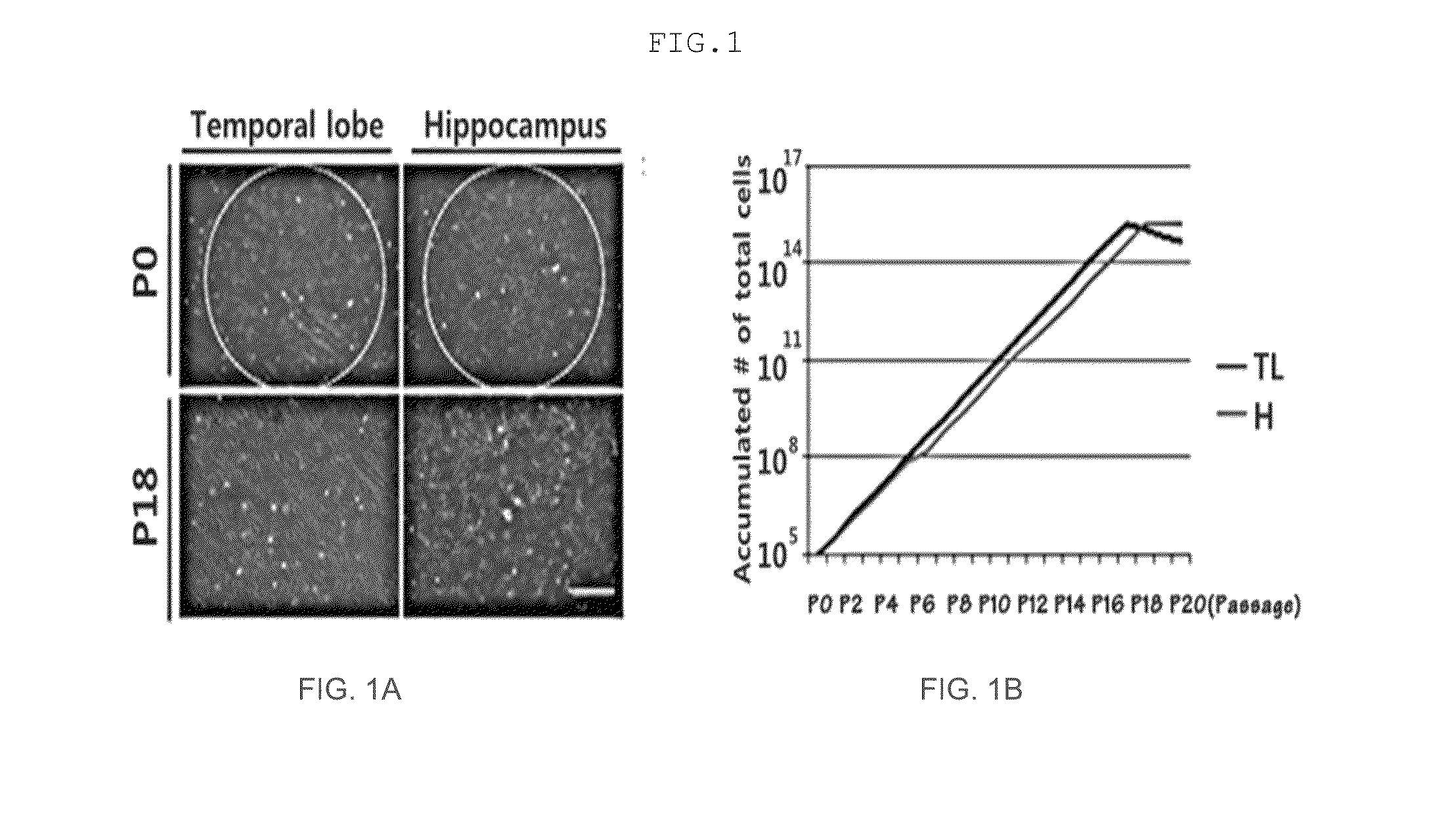 Method for proliferating stem cells by activating c-met/hgf signaling and notch signaling