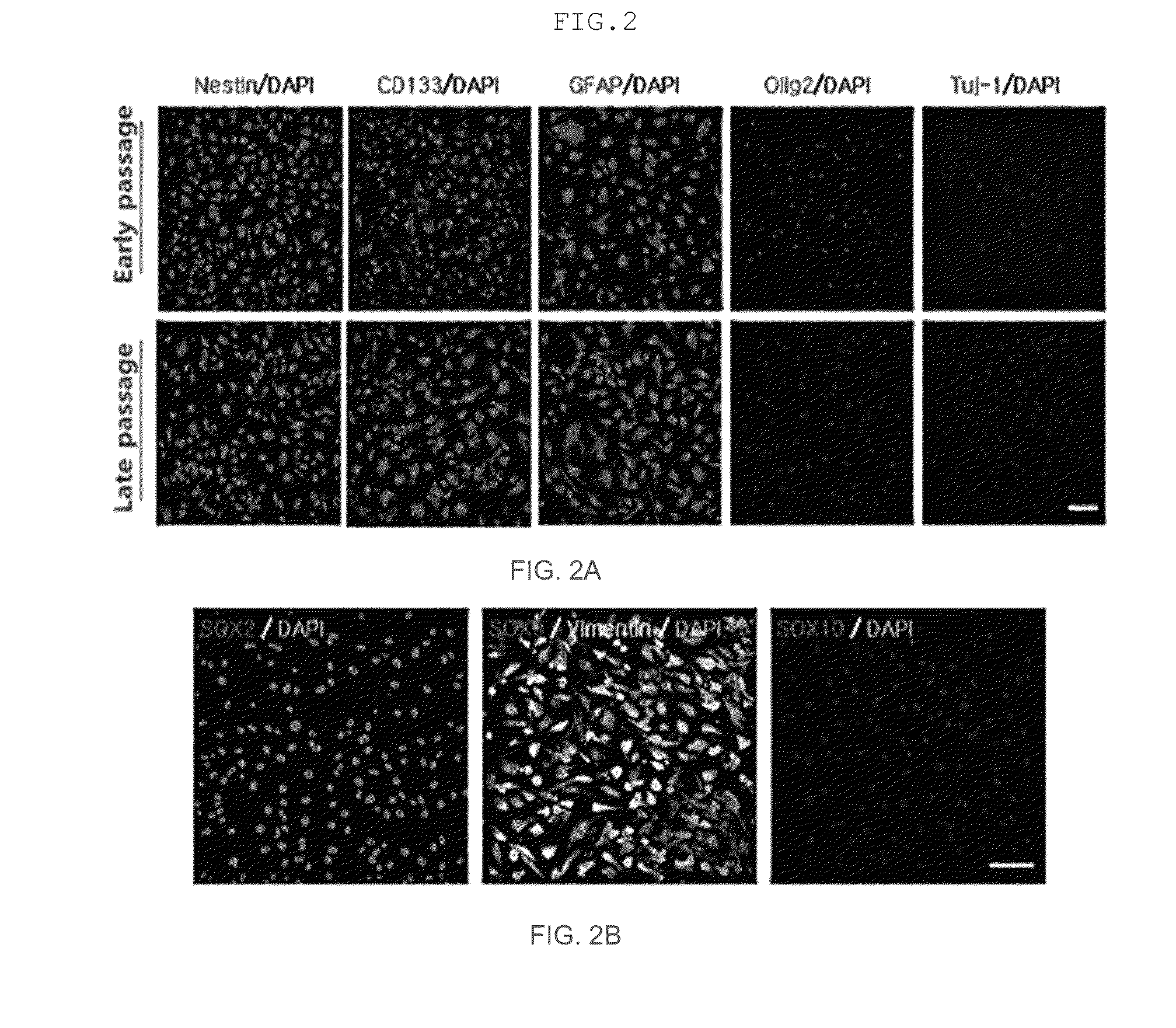 Method for proliferating stem cells by activating c-met/hgf signaling and notch signaling