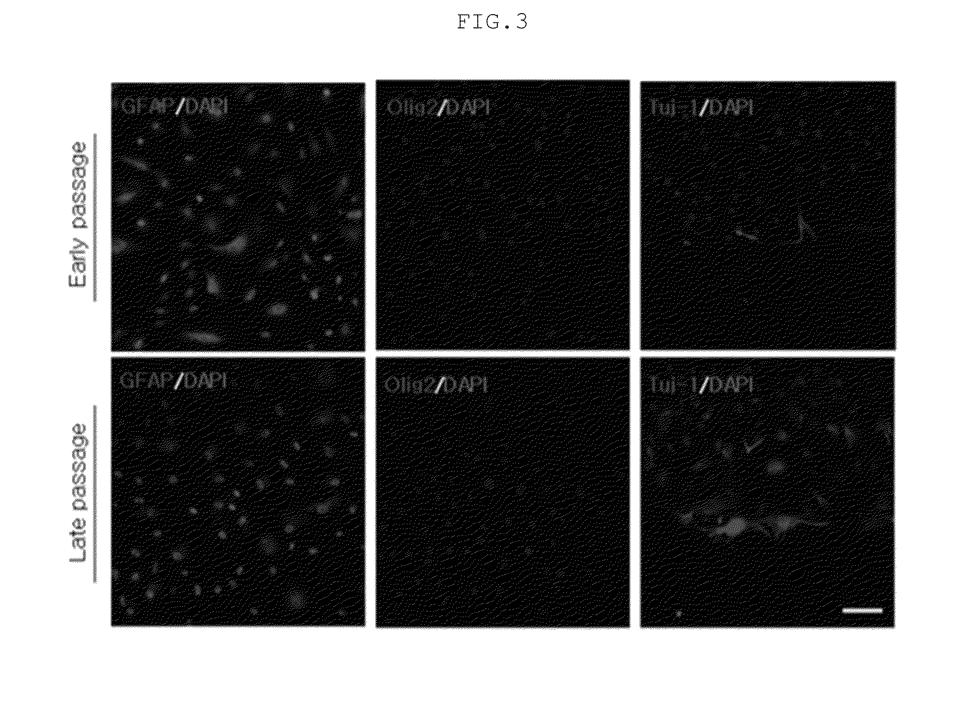 Method for proliferating stem cells by activating c-met/hgf signaling and notch signaling