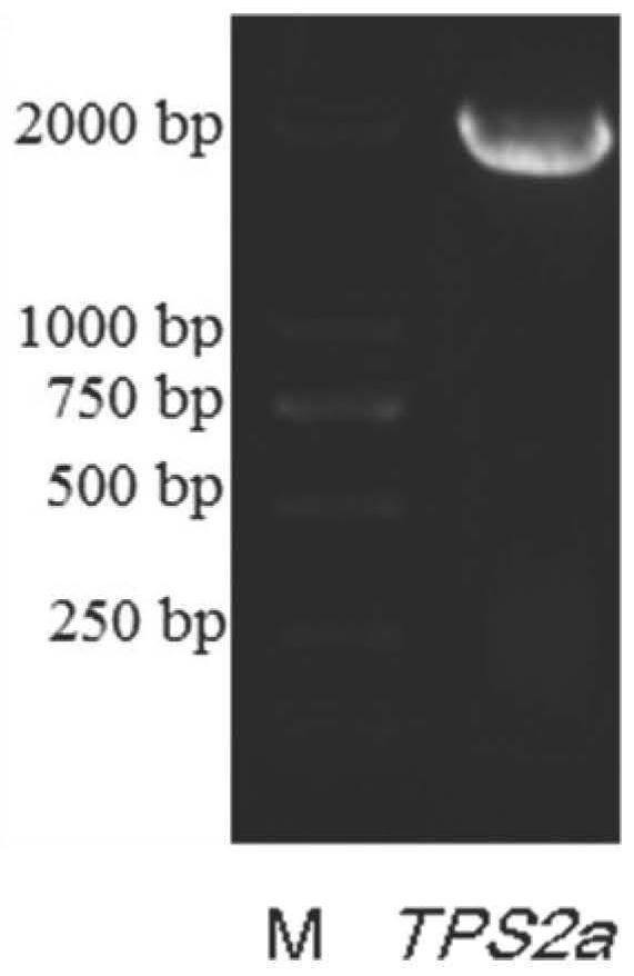 A kind of engineering bacteria for co-producing geraniol and nerol and its construction method and application